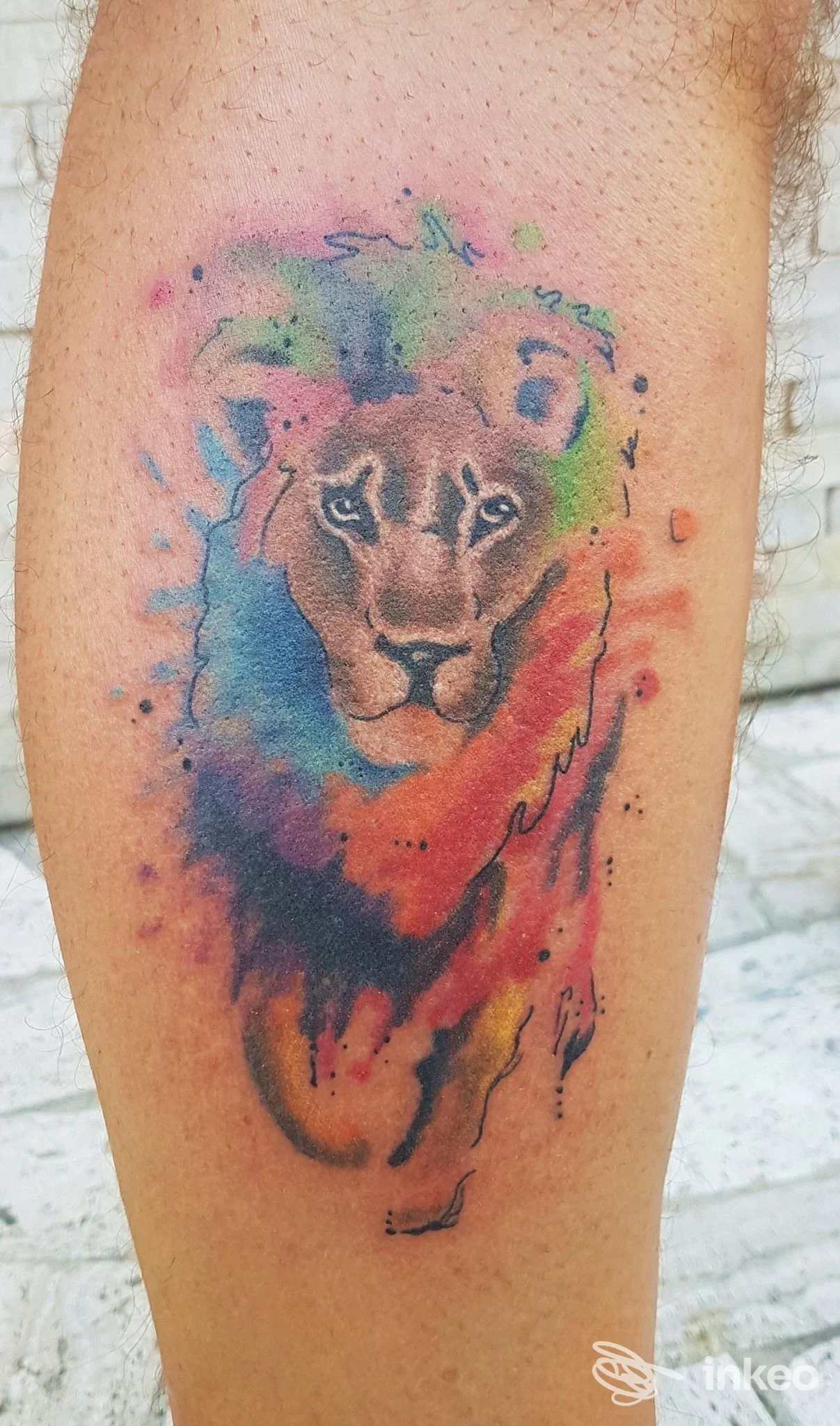 Tatuaggio realistico su pelle: leone dipinto in stile watercolor, colori vivaci e sfumature, visibile su una gamba.