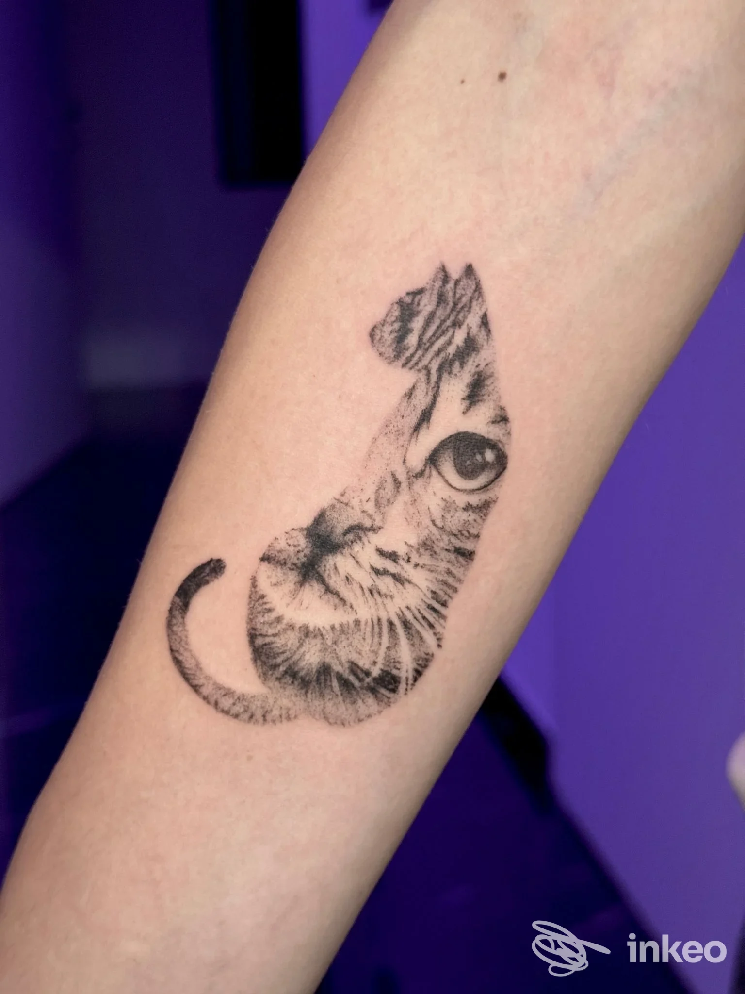 Tattoo realistico di gatto su avambraccio, tratto fine in nero, realizzazione corporeale visibile. Studio Evhil Tattoo Studio.