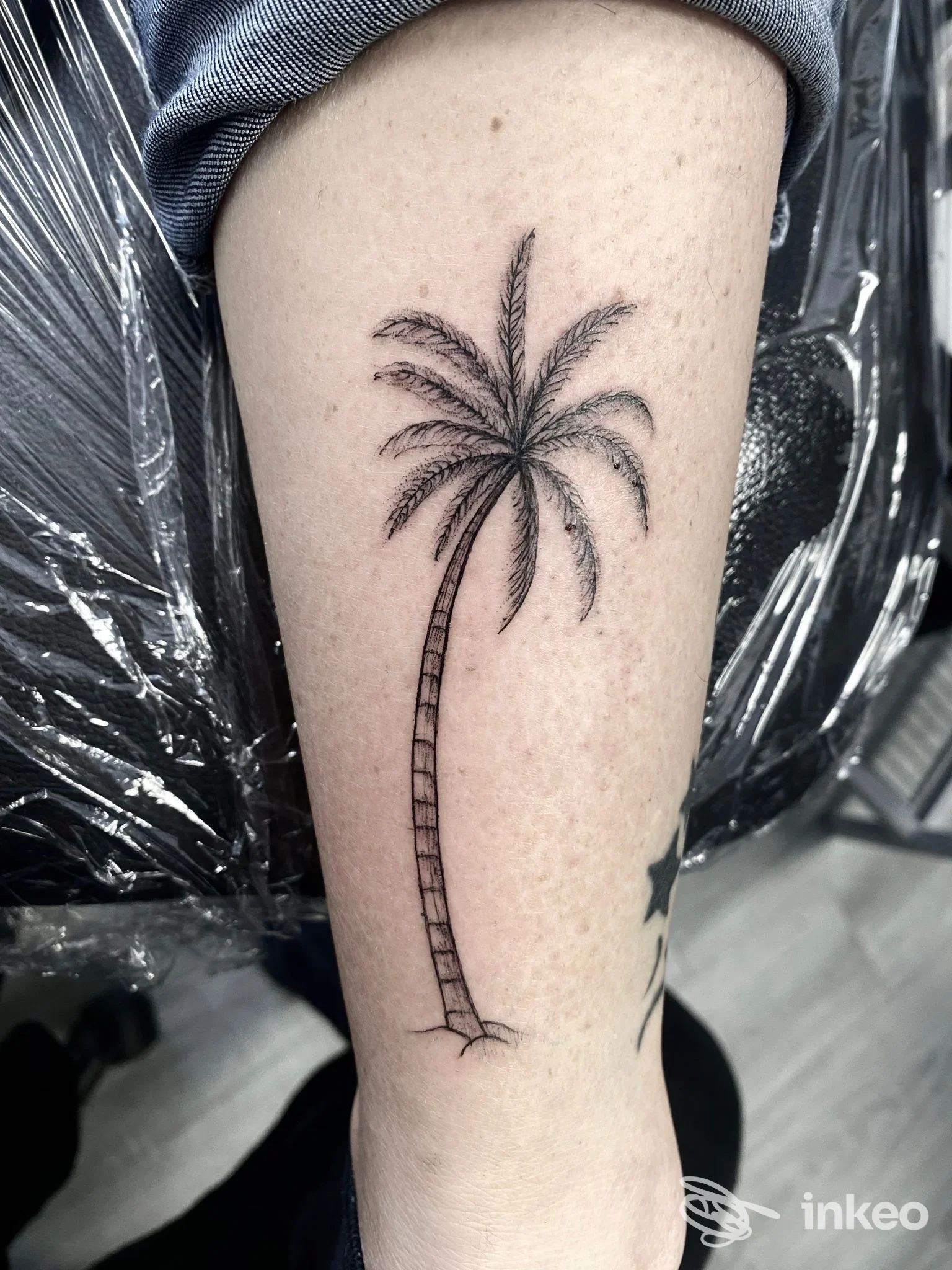 Tattoo su avambraccio raffigurante una palma stilizzata, disegno nero su pelle chiara, con protezione trasparente sullo sfondo.