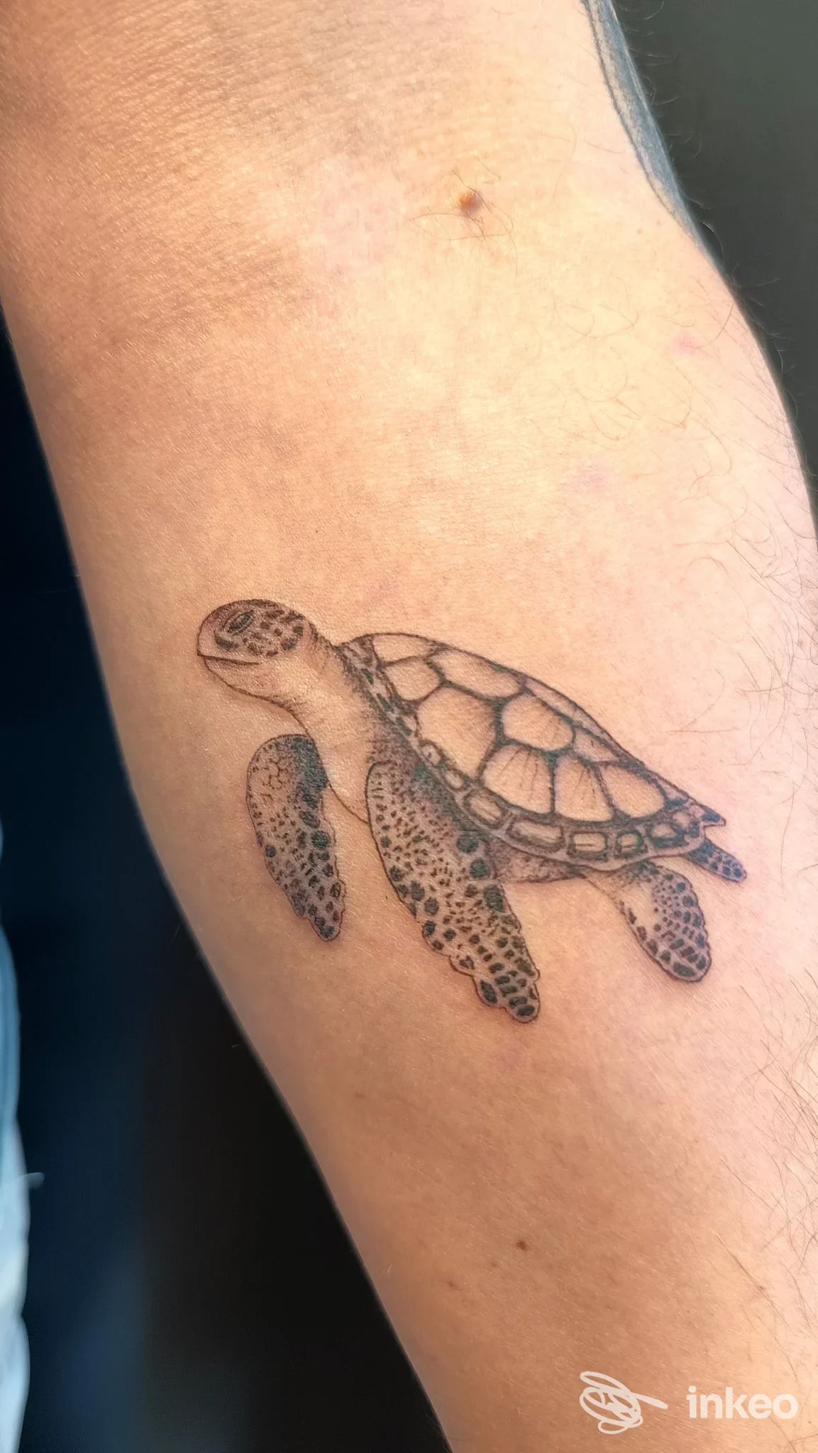 Tattoo di una tartaruga su pelle umana del braccio, disegno lineare nero con guscio dettagliato.