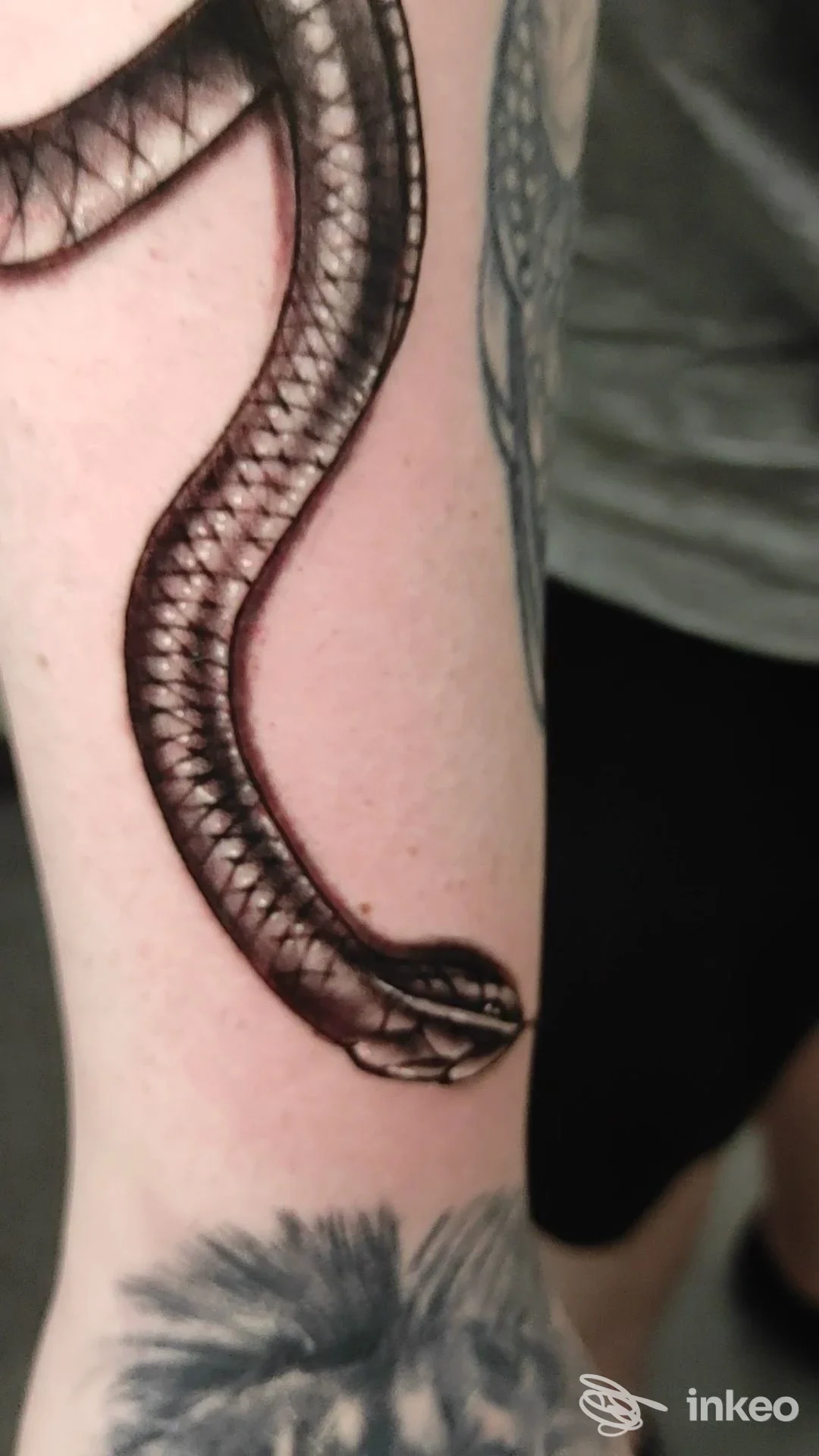 Tatuaggio serpente su braccio, disegno scuro con squame ben definite, visibile su pelle chiara, nessun volto né testo visibile.