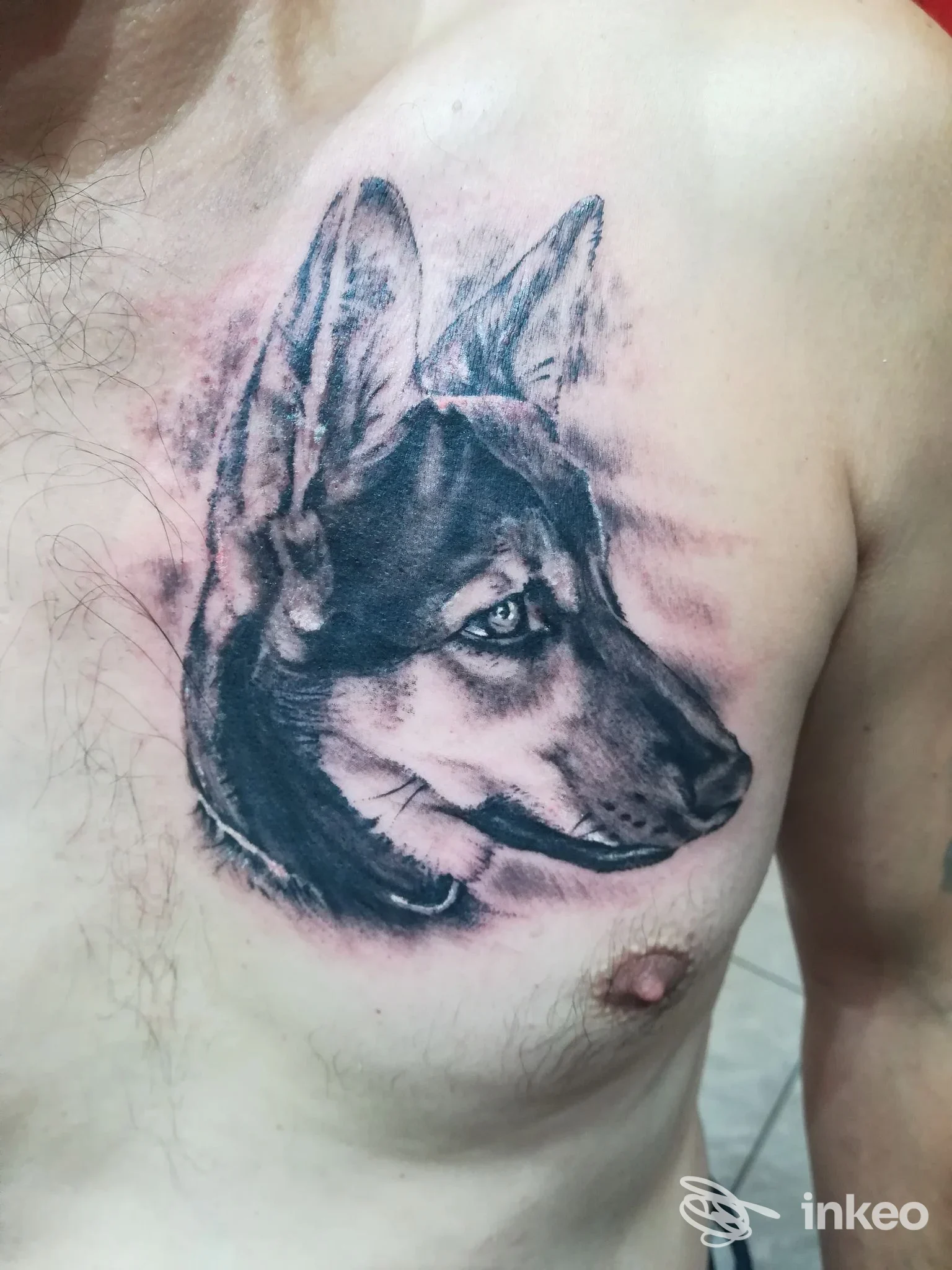 Tattoo realistico di una testa di cane su petto sinistro, tonalità nero-grigio, studio Tattoo 88, Sondrio.