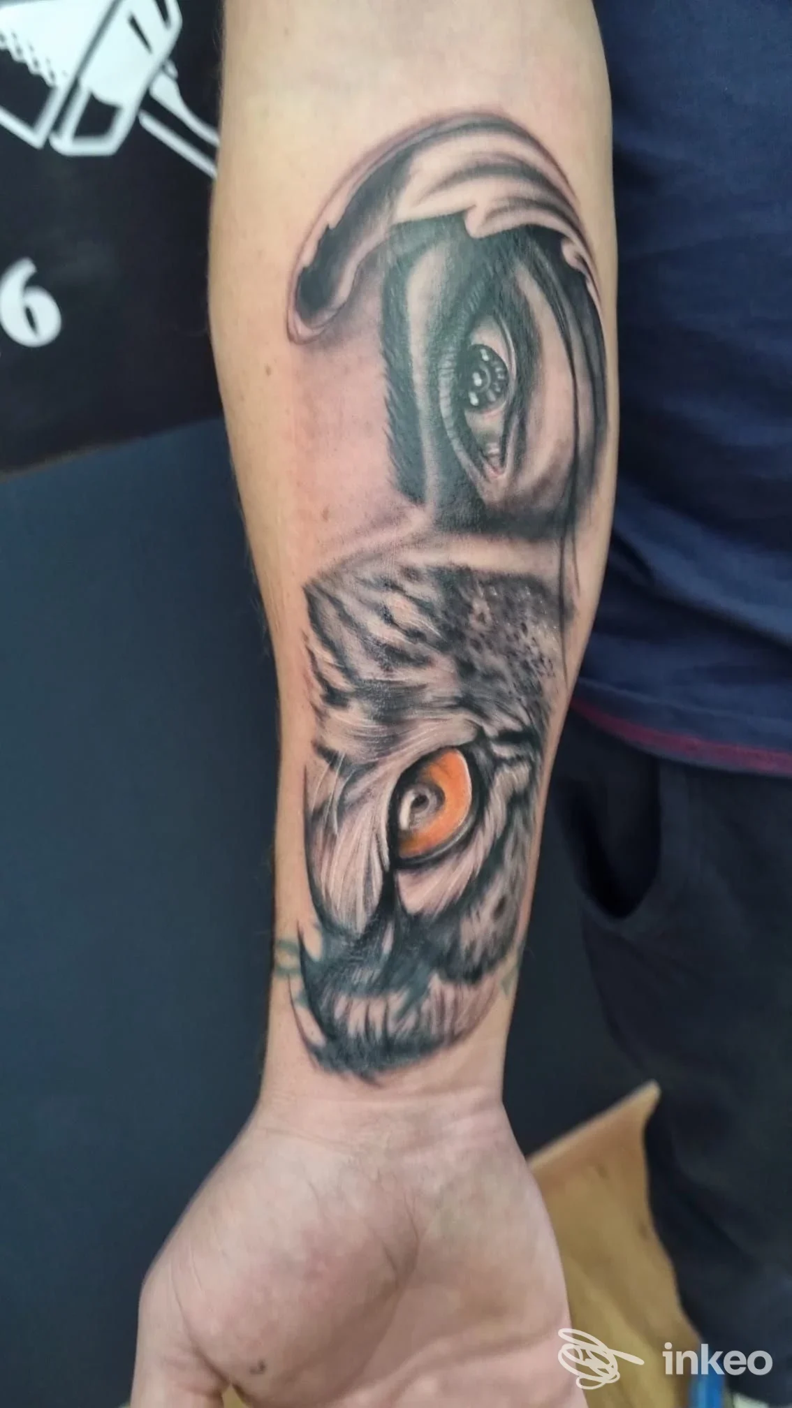 Tattoo realistico su avambraccio raffigurante due uccelli, evidenziando l’occhio arancione di uno, con dettagli di piume su pelle umana.