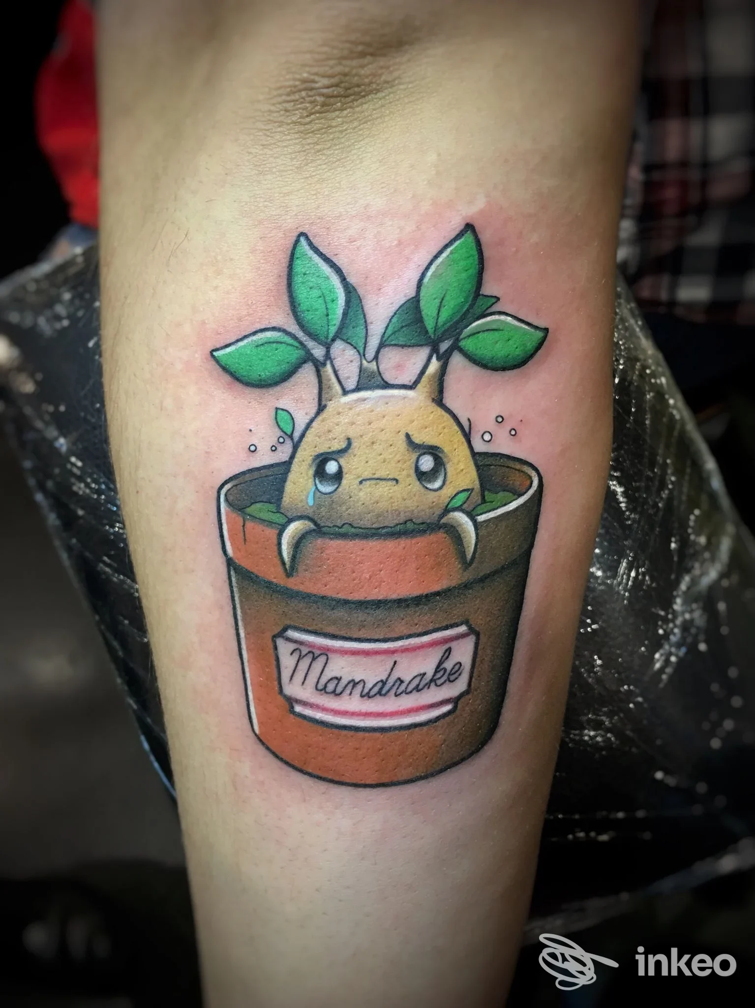 Tattoo su avambraccio di una piccola pianta spuntante da un vaso, con etichetta Mandrake, colori vivaci, rotolo di pelle ben esposto.