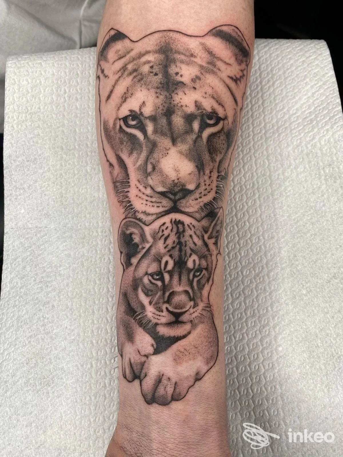 Tatuaggio realistico su avambraccio raffigurante un leone adulto e un cucciolo, in bianco e nero, senza sovrimpressioni o elementi di piattaforma, realizzato sulla pelle.
