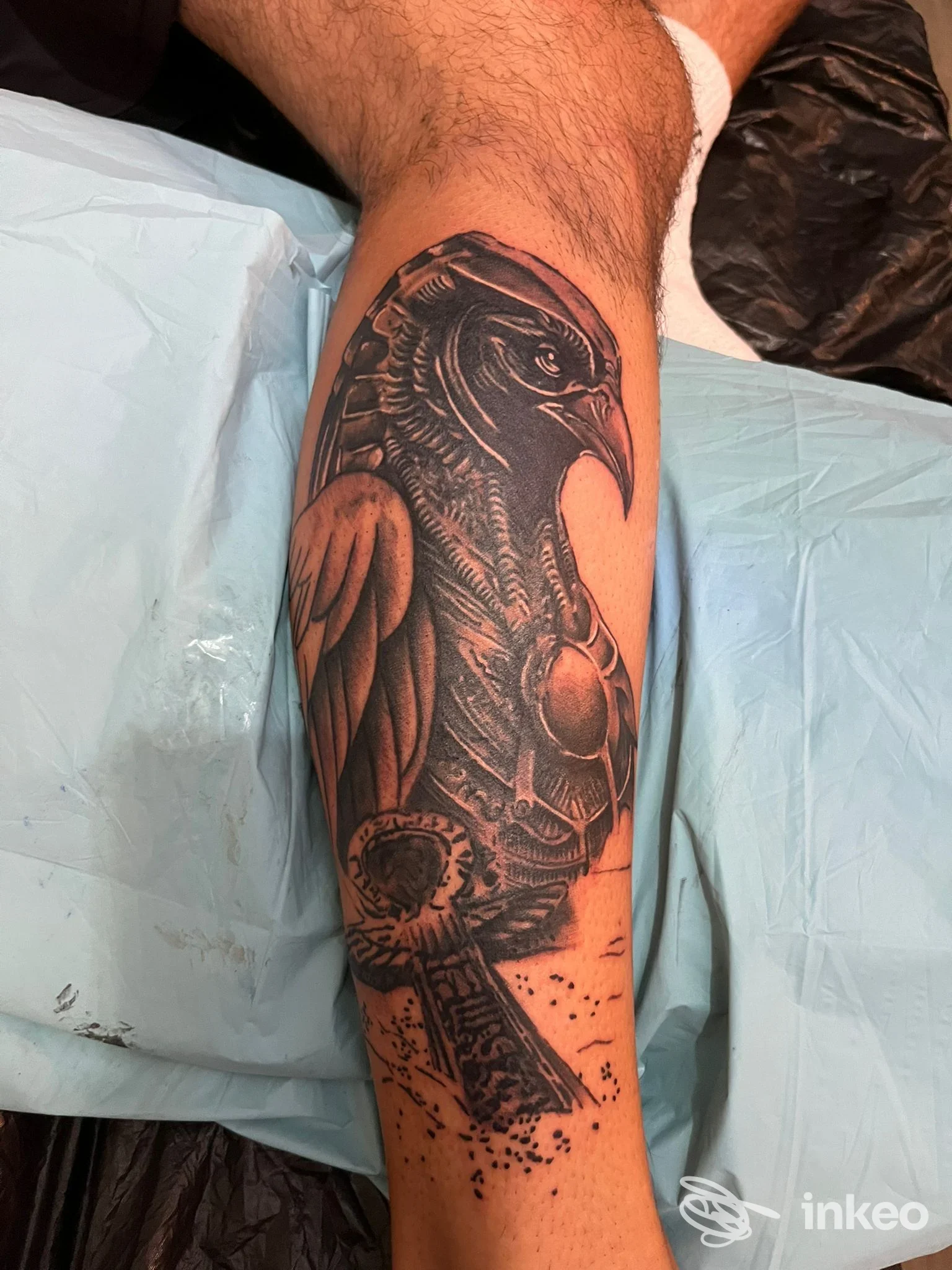 Braccio di una persona con un tatuaggio realistico di un corvo, con dettagli a tonalità scure, visibile su sfondo blu chiaro.