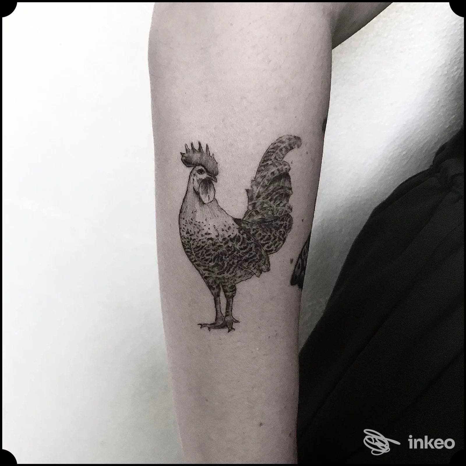 Tattoo su avambraccio raffigurante un gallo, in bianco e nero, visibile parte del braccio, studio Vincent Tattoo Studio a Villa San Giovanni.