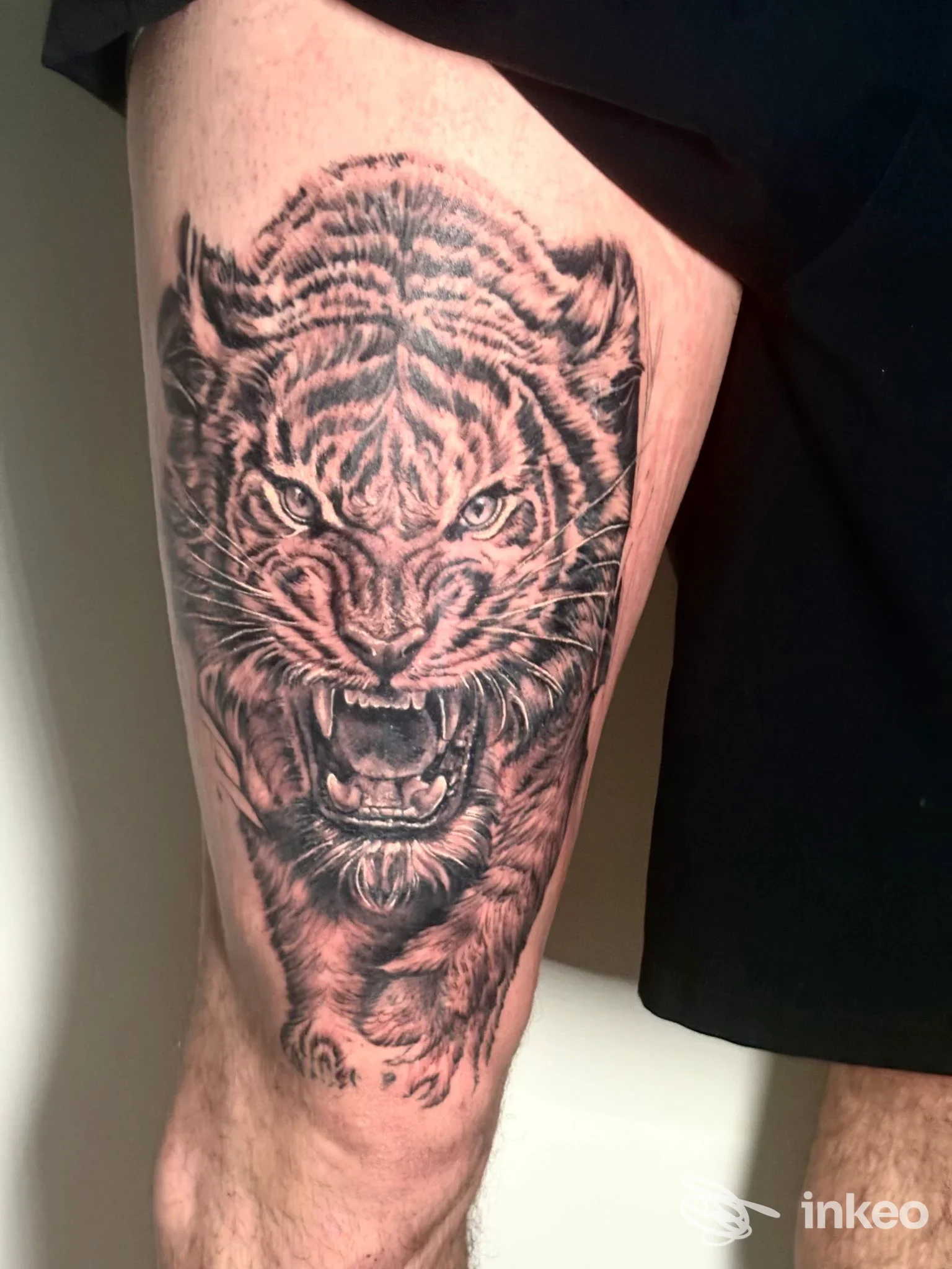 Tattoo di una tigre sulla gamba, realizzazione corporea ben visibile, senza testo o elementi di social media, in un studio. Descrizione fornita per la galleria, ternine.
