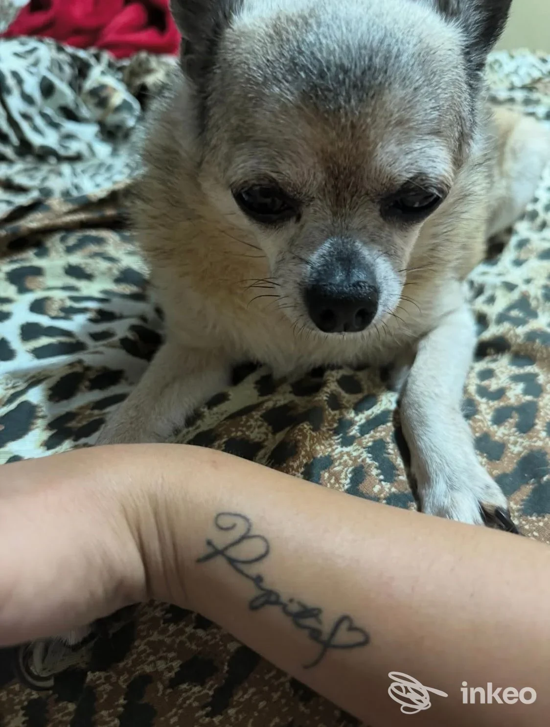 Fotografia che mostra un tatuaggio visibile sull’avambraccio di una persona, con il cane sullo sfondo; studio Gorgonia, Marina di Camerota.