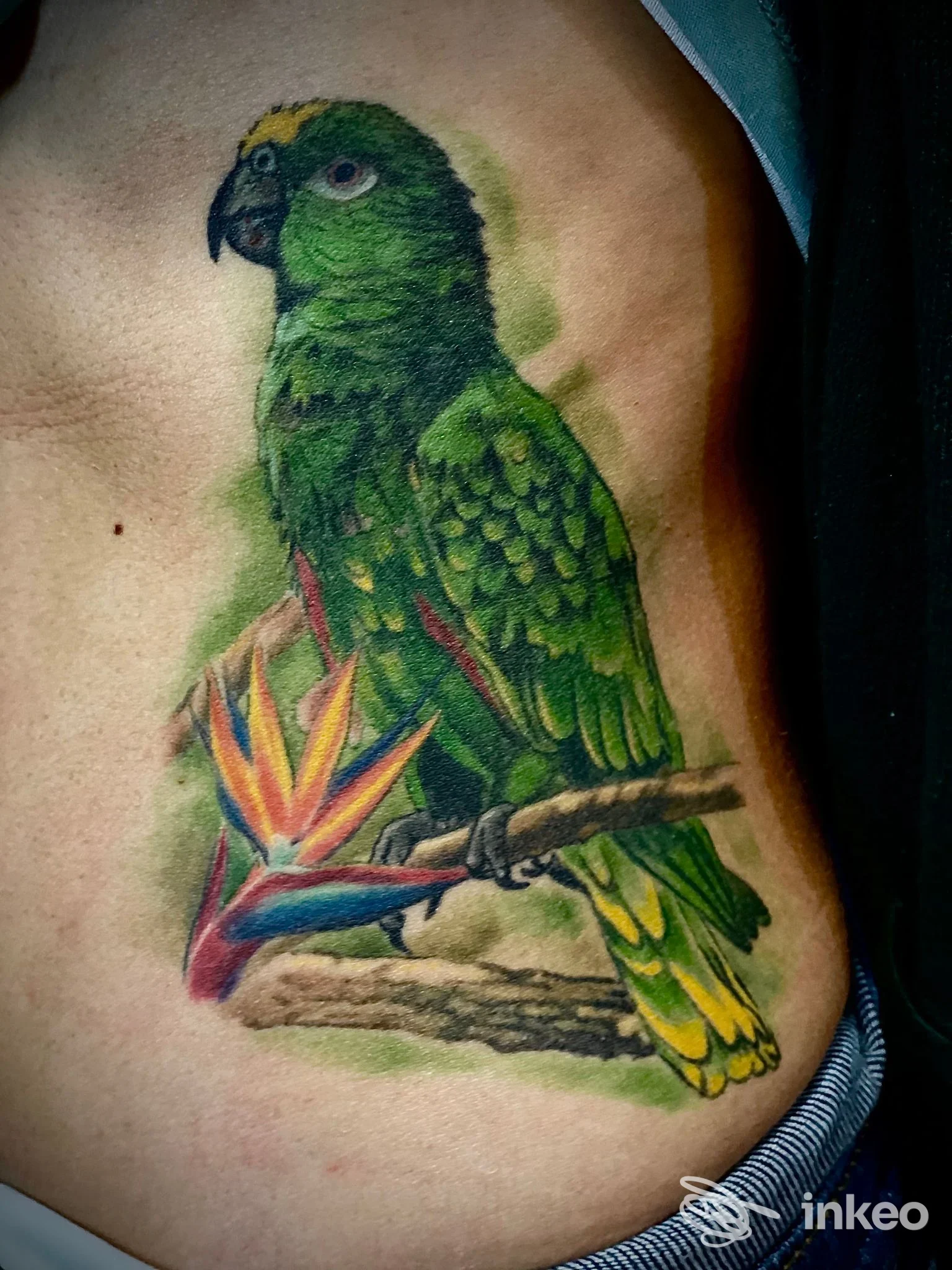 Tattoo a colori di un ara verde su un fianco, raffigurazione realizzata direttamente sulla pelle.