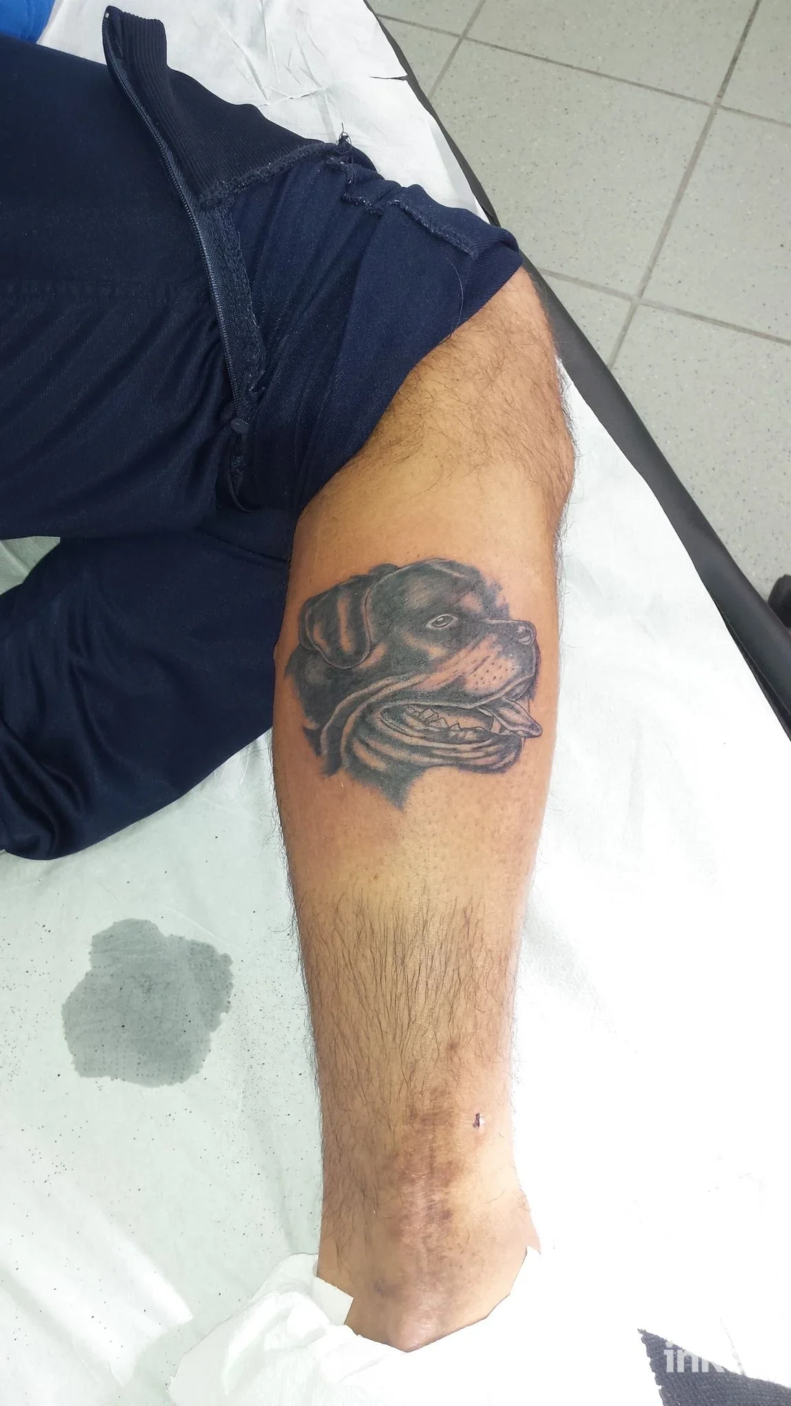 Tatuaggio animale stilizzato in tinta scura su polpaccio di una persona, visibile mentre è seduta su un lettino; colore dominante nero e grigi.