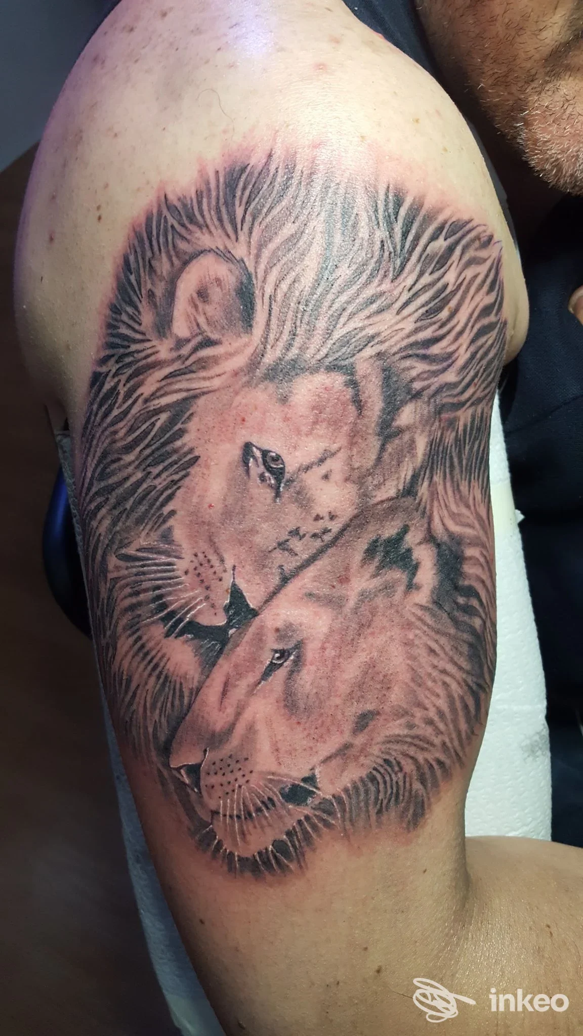 Tatuaggio realistico di leoni su braccia, evidenziato contorno pelle e sfumature, studio Il Messicano Tattoo, Nocera Inferiore.