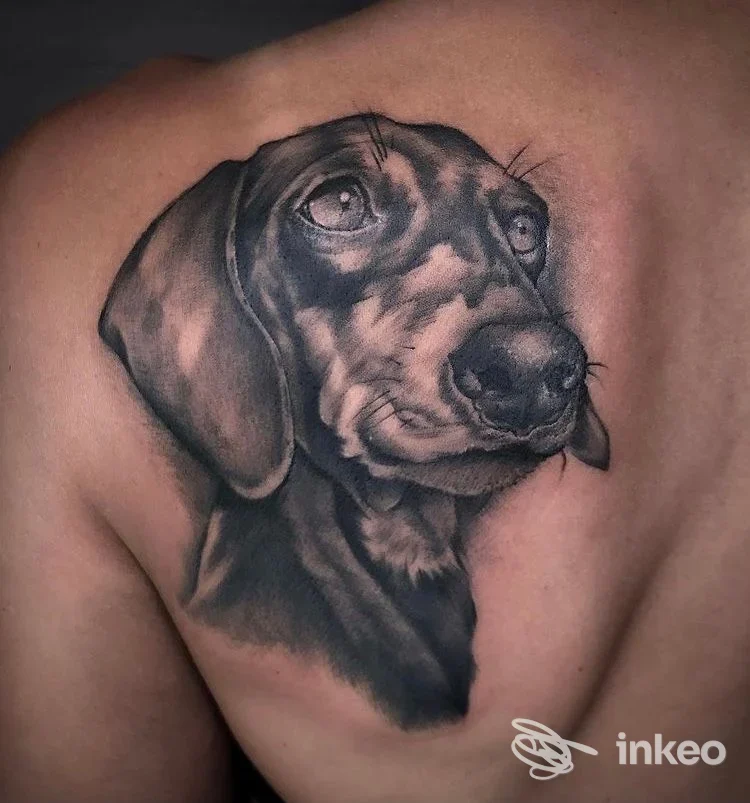Tattoo realistico in bianco e nero di un cane dachshund sulla spalla/posteriore sinistra di una persona, realizzato in uno studio di Piacenza.