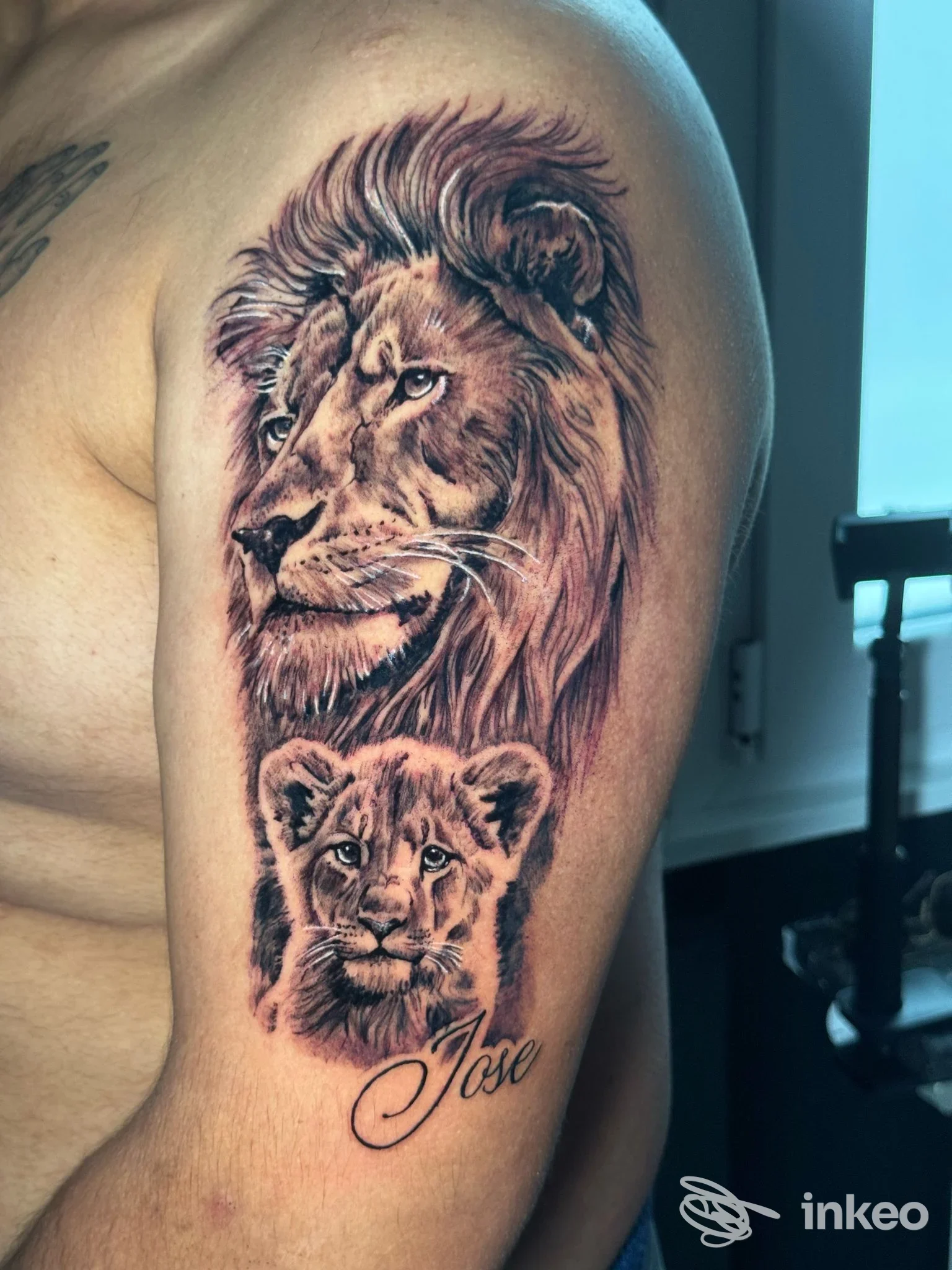 Tattoo realistico su avambraccio sinistro raffigurante un leone adulto e un leoncino, con firma in corsivo Jose; foto scattata in studio, senza overlay social.