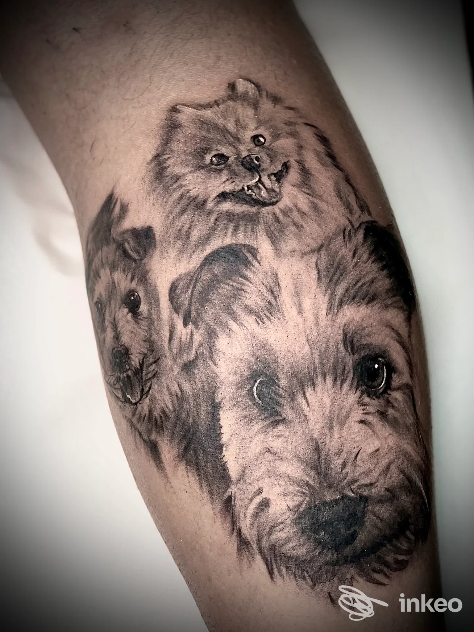 Tatuaggio realistico di tre cani sull'avambraccio, realizzato da Inkspear Store a Modena.