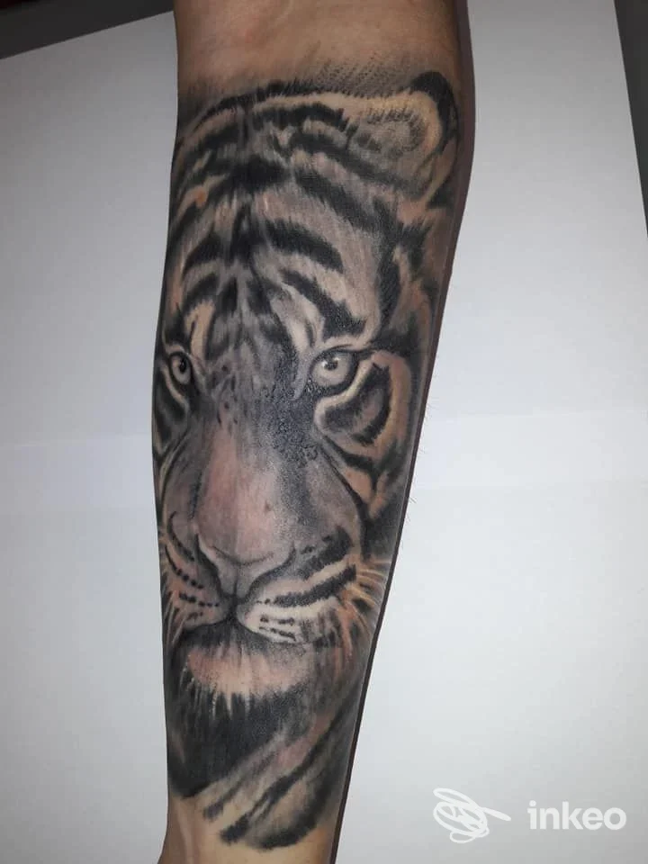 Tatuaggio realistico di una tigre sull'avambraccio, Planet Tattoo, Parma.