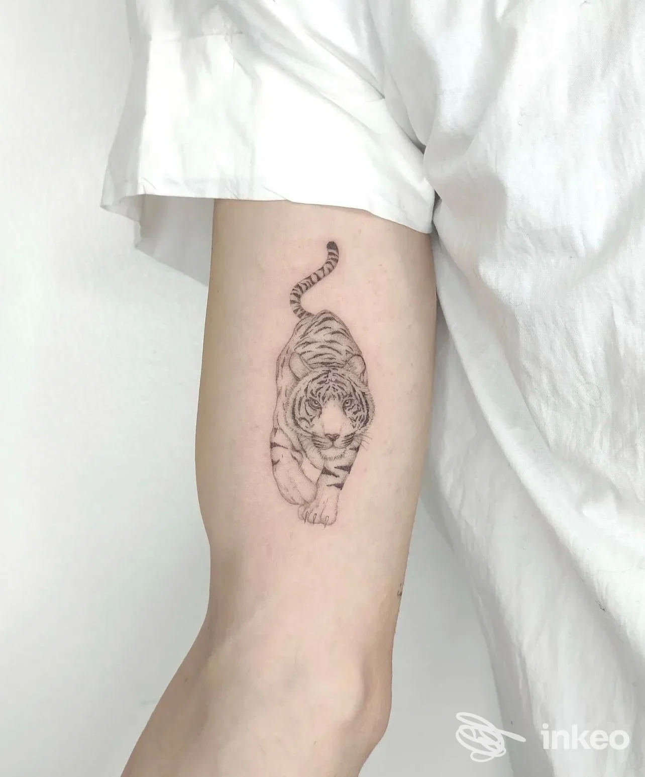 Tatuaggio a inchiostro nero di una tigre in cammino sul braccio interno, eseguito da Independent Store Cattolica - Tattoo and Wear a Cattolica.