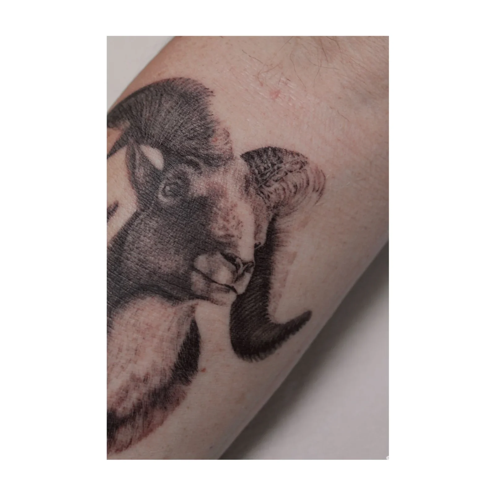 Tatuaggio a inchiostro nero raffigurante la testa di un ariete sull'avambraccio, foto fornita dallo studio Marco Sergiampietri, Reggio Emilia.