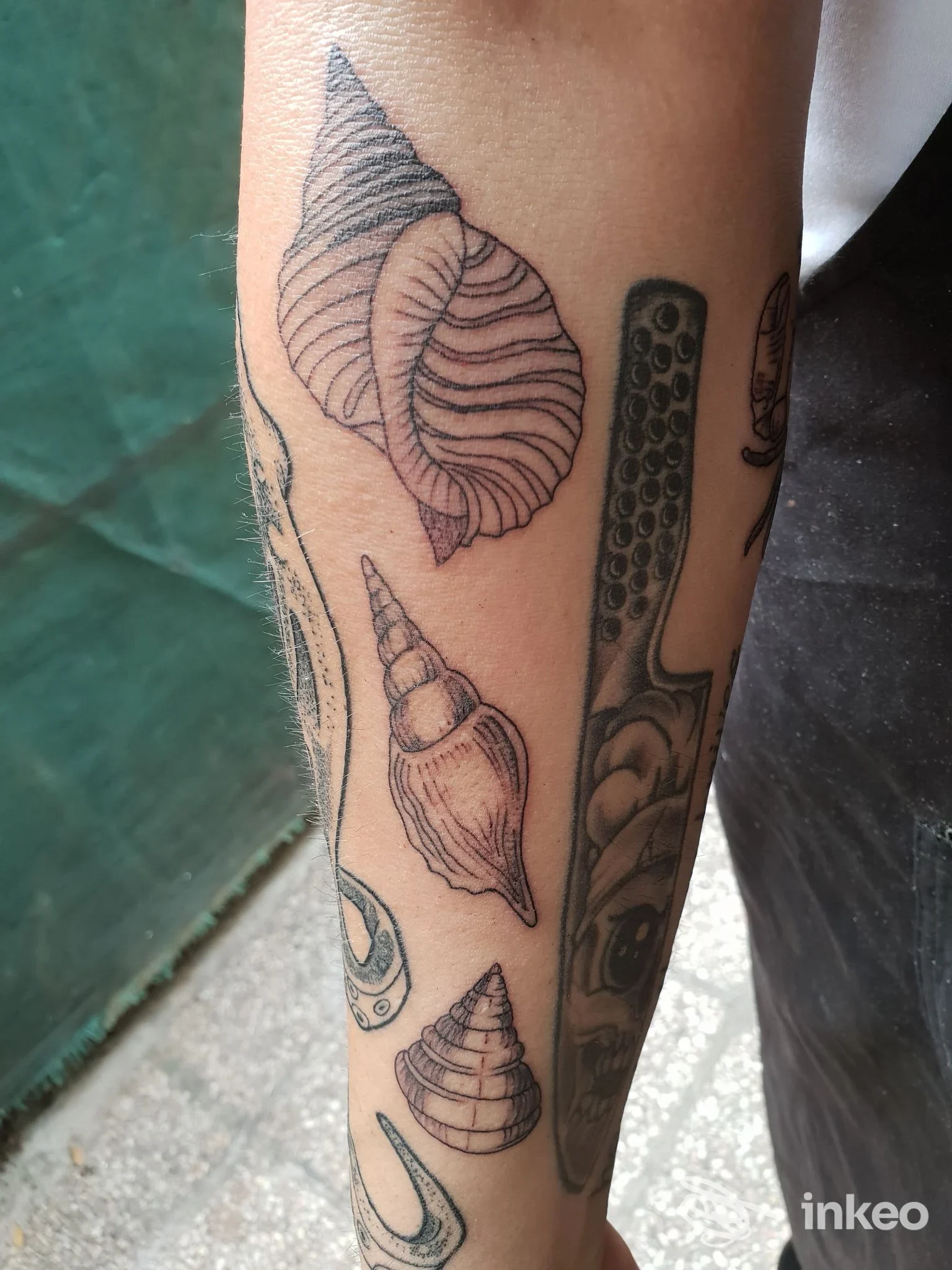 Avambraccio con vari tatuaggi di conchiglie in linework e ombreggiature, foto chiara. Green Frog Tattoo Parlour, Bellaria-Igea Marina.