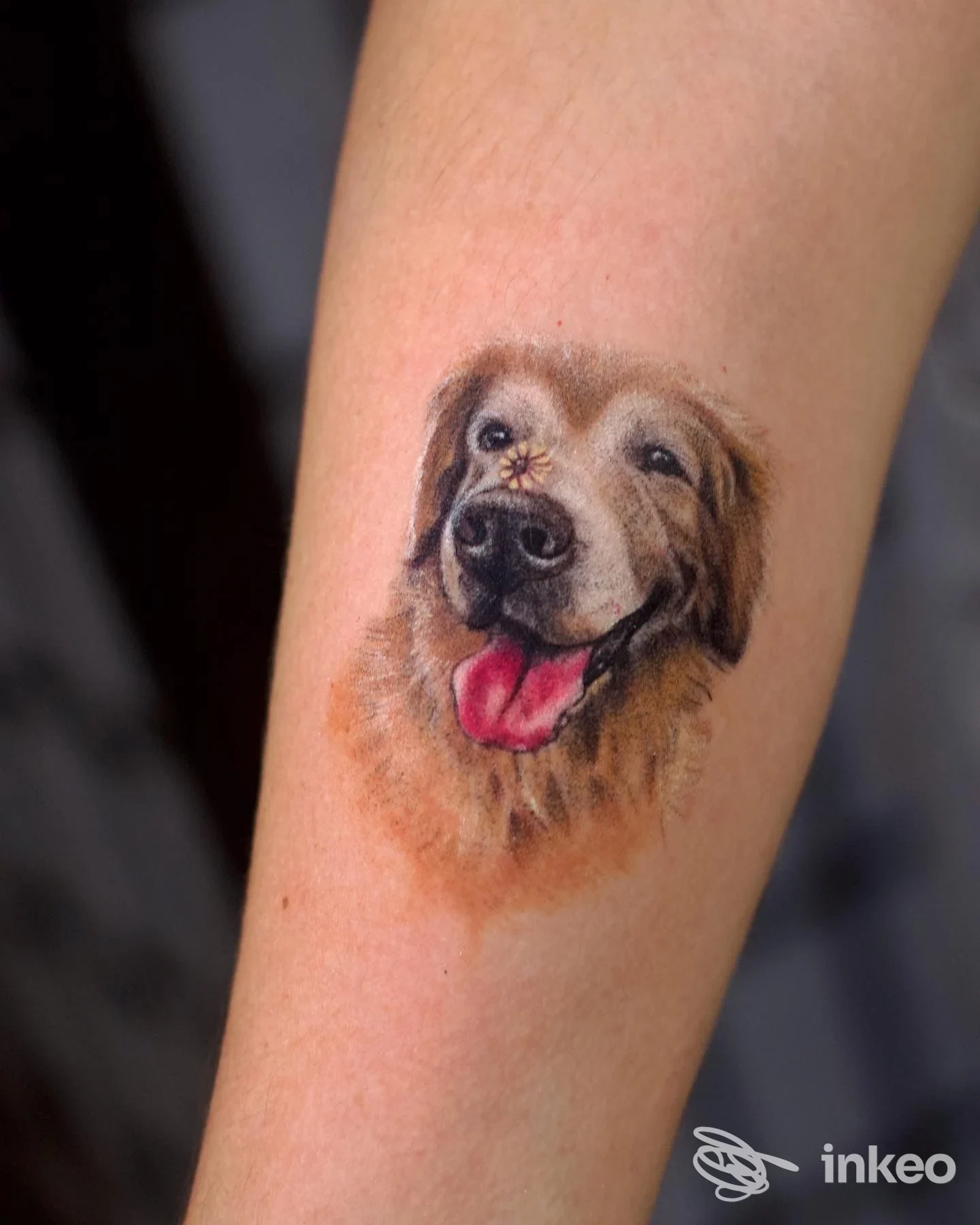 Tatuaggio realistico a colori della testa di un cane sull'avambraccio, Vily Tattoo Studio, Carpaneto Piacentino.