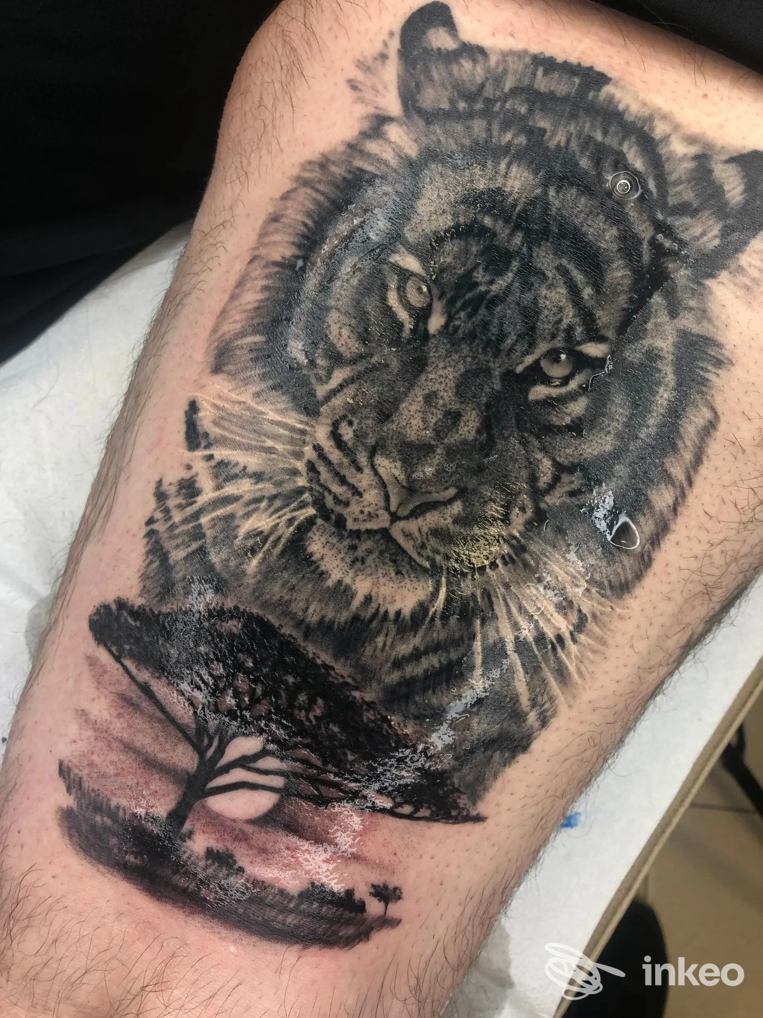 Tatuaggio realistico di una tigre con paesaggio su coscia, Rovali Tattoo Studio, Rubiera.