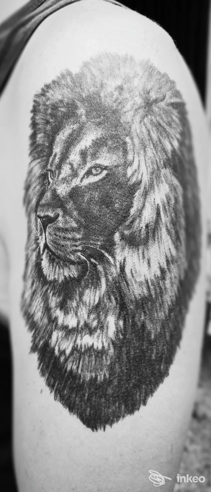 Tatuaggio realistico di un leone sull'omero, realizzato da Sweetie Tattoo Studio a Rive d'Arcano.