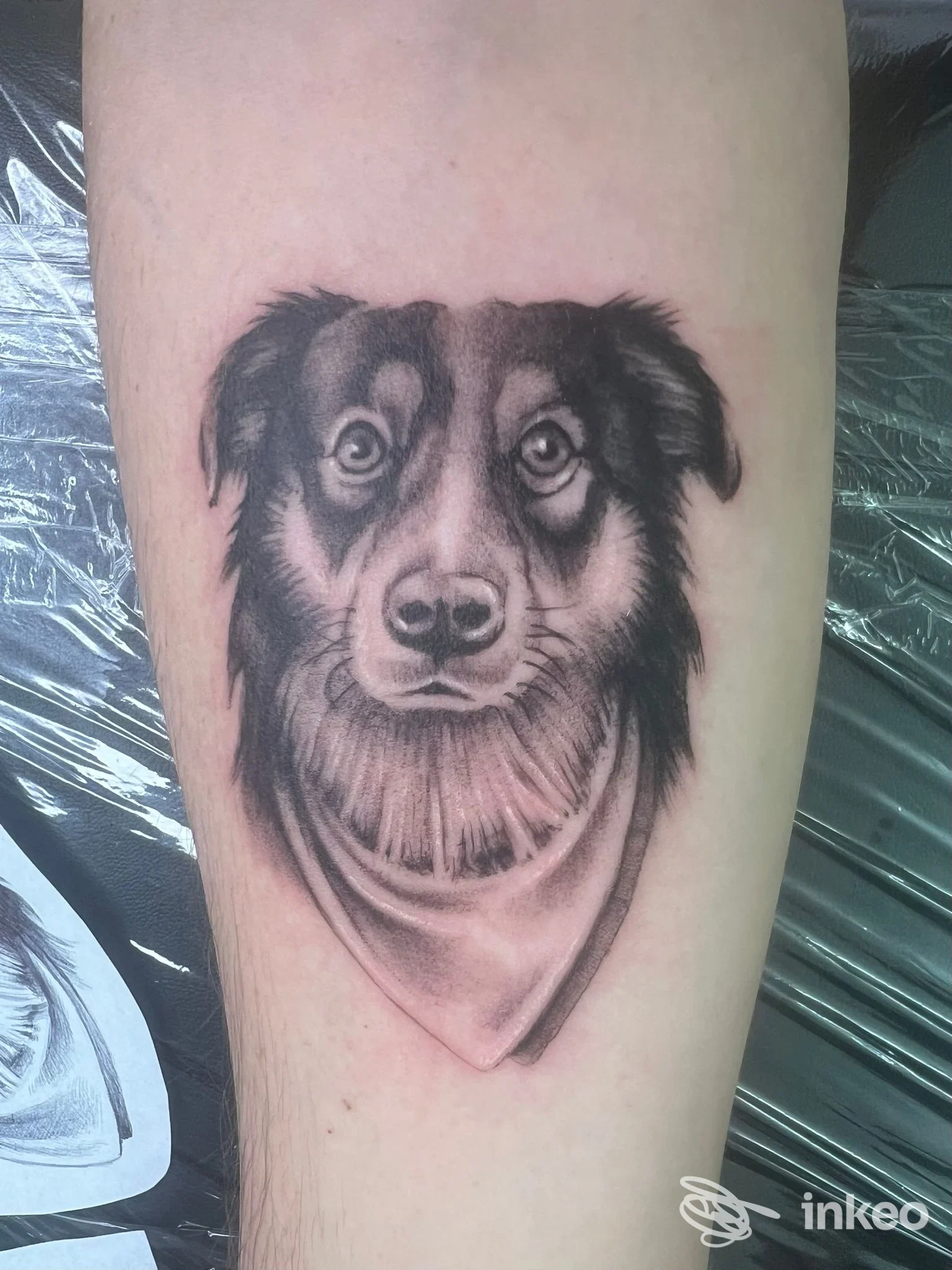 Tatuaggio in bianco e nero del muso di un cane sull'avambraccio, Angolo del cerchio - Private tattoo studio, Fondi.