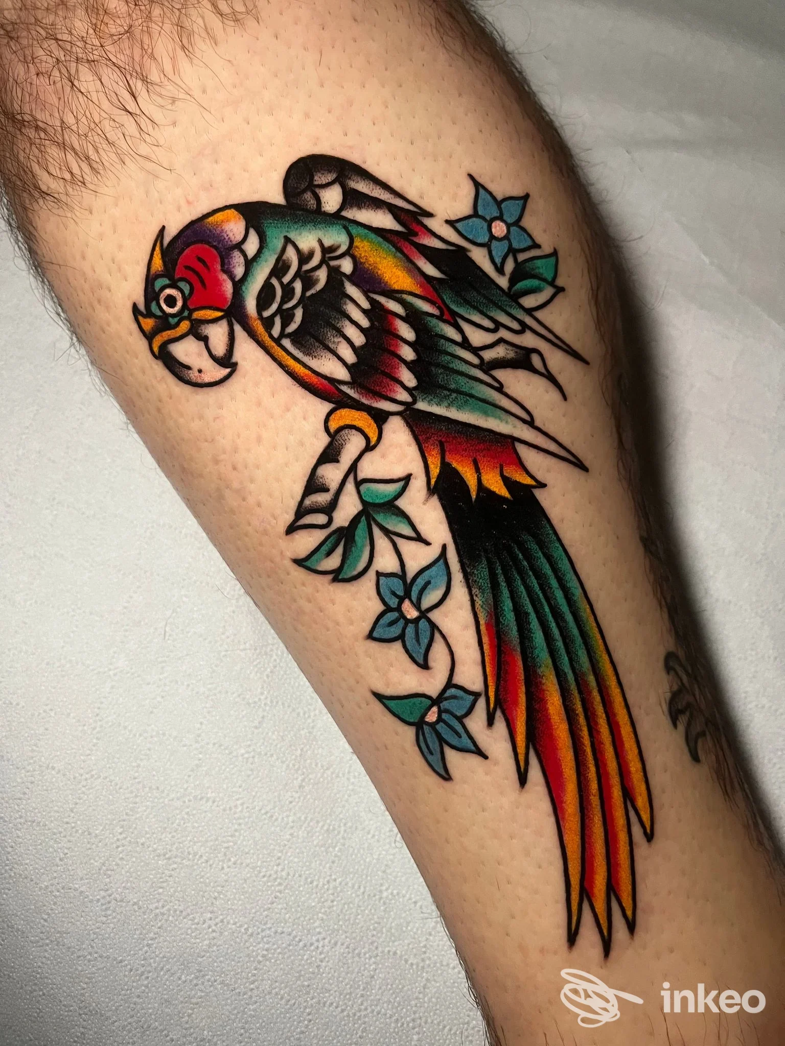 Tatuaggio colorato di pappagallo su avambraccio, realizzato da Old Boat Tattoo Roma, Roma.