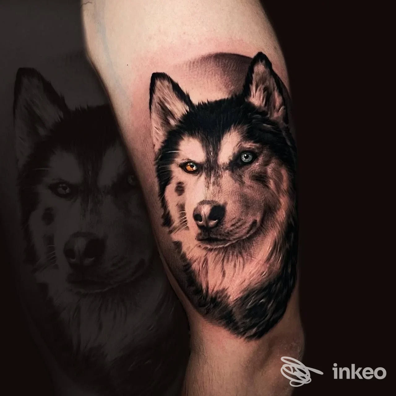 Tatuaggio realistico di testa di lupo su avambraccio, ottimo dettaglio e contrasto. PHILIA TATTOO ROMA, Roma.
