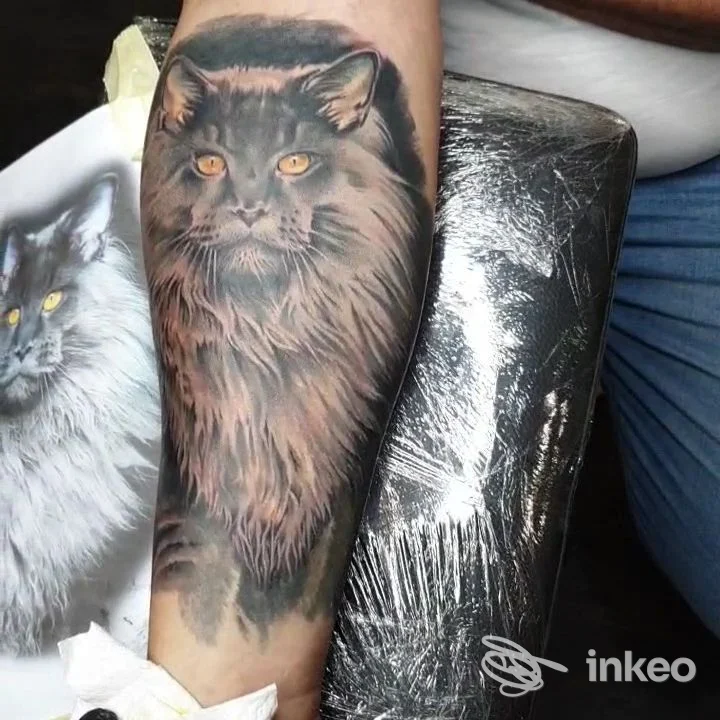Tatuaggio realistico di un gatto sull'avambraccio, foto inviata dallo studio Tatuaggi & Piercing Nero Fluido Tattoo di Osteria Nuova.