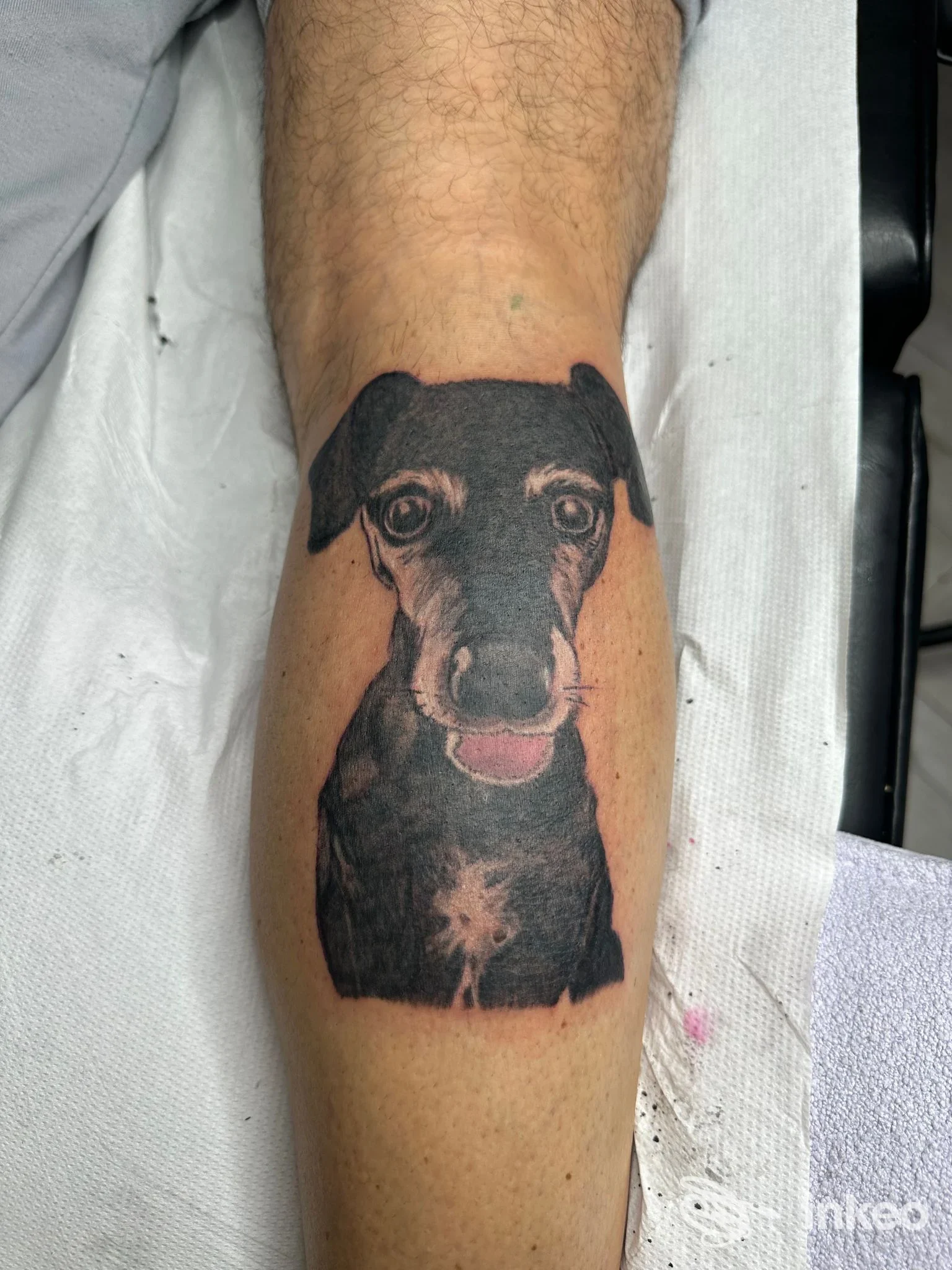 Ritratto di cane tatuato sul polpaccio di un cliente, realizzazione fotografata da Meteora Tattoo Studio a Calcinelli.