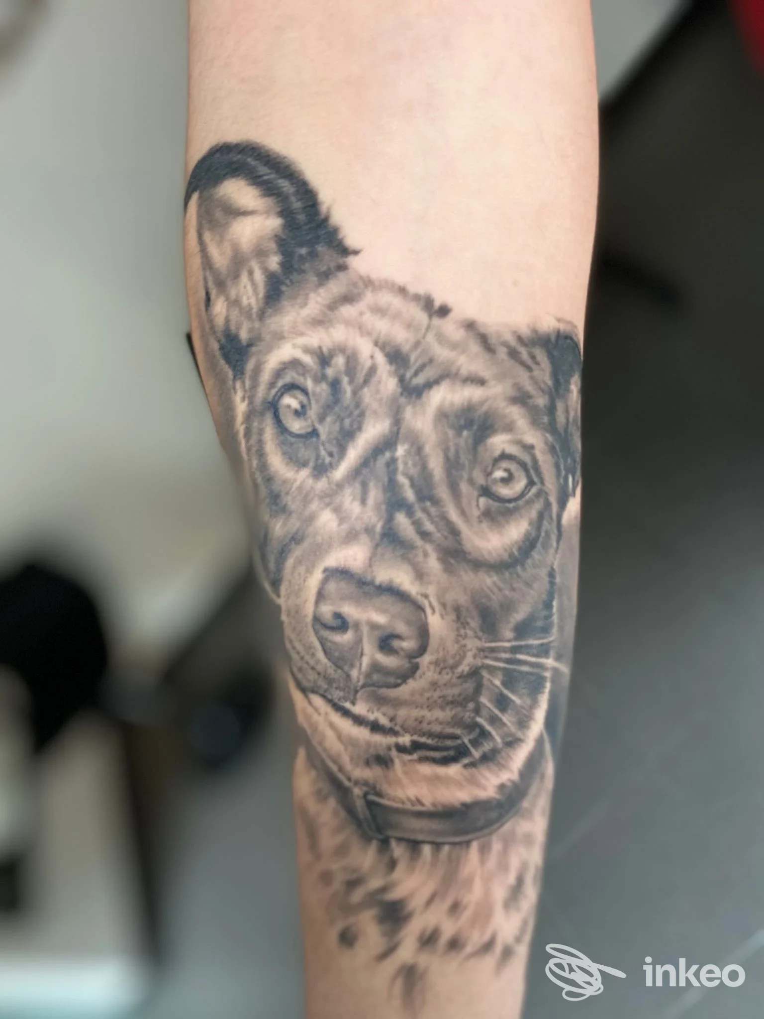 Primo piano di un tatuaggio realistico di un cane sull'avambraccio, Black Art Tattoo, Torino.
