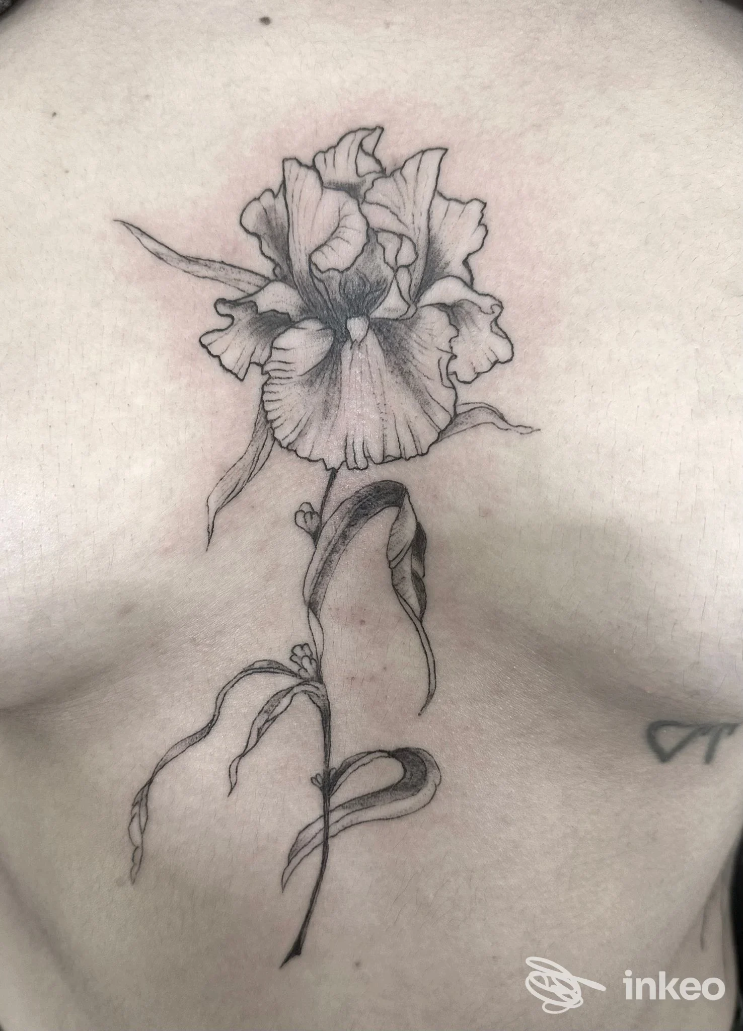 Tatuaggio floreale in bianco e nero sul petto, lavoro condiviso da DéN Tattoo Saloon, Torino.