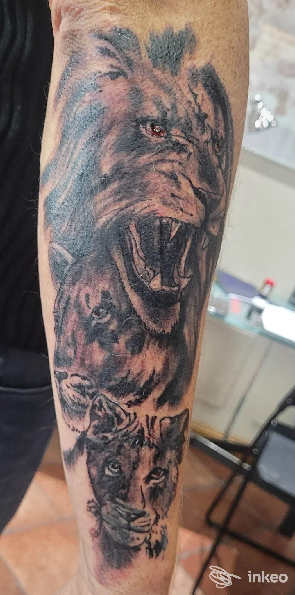 Avambraccio con tatuaggio realistico di più volti di leone su pelle reale, Luca Tattoo Story, Volpiano.