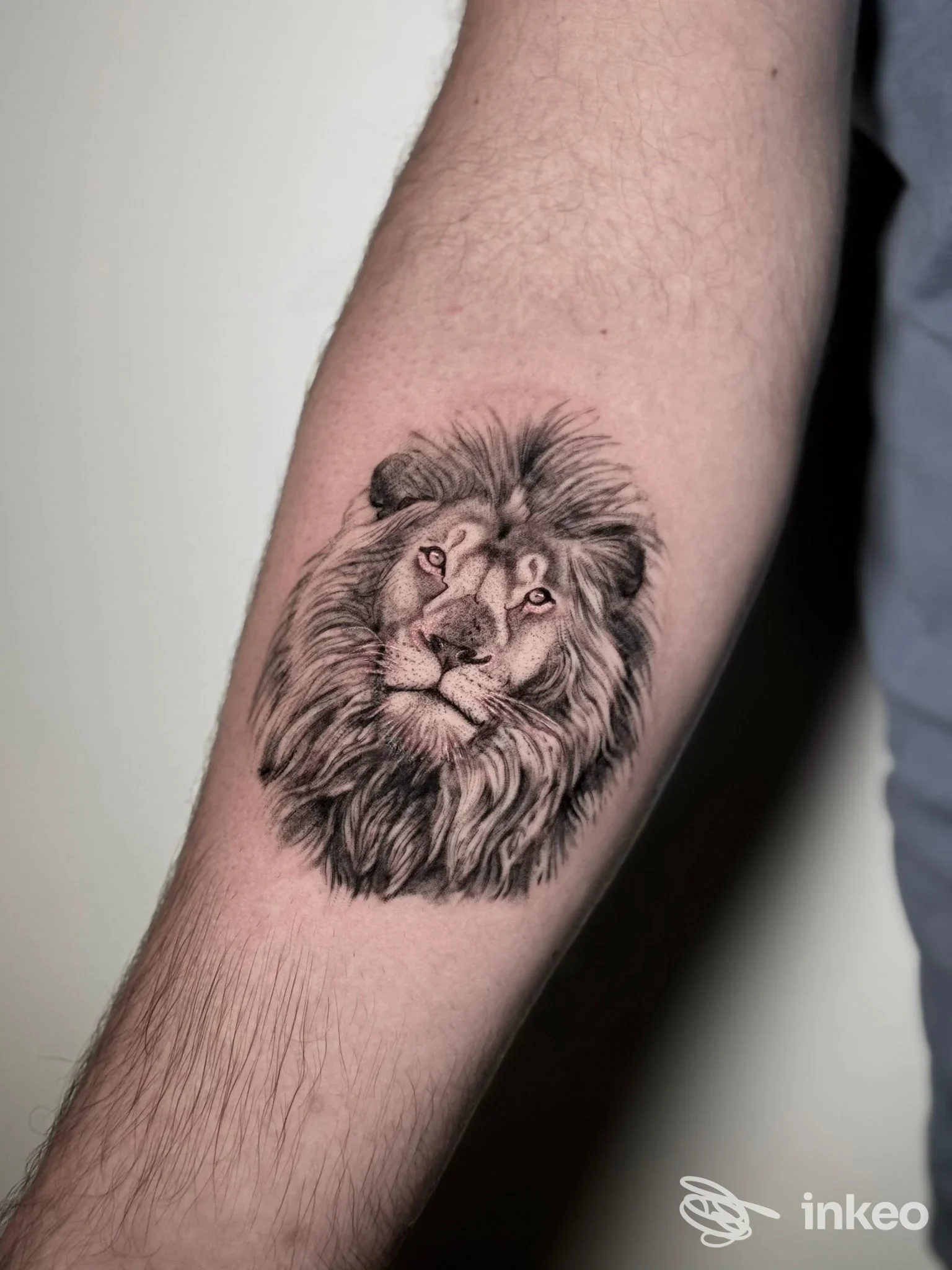 Tatuaggio realistico di leone sull’avambraccio, con sfumature nitide e dettagli di pelo, realizzato interamente sulla pelle.