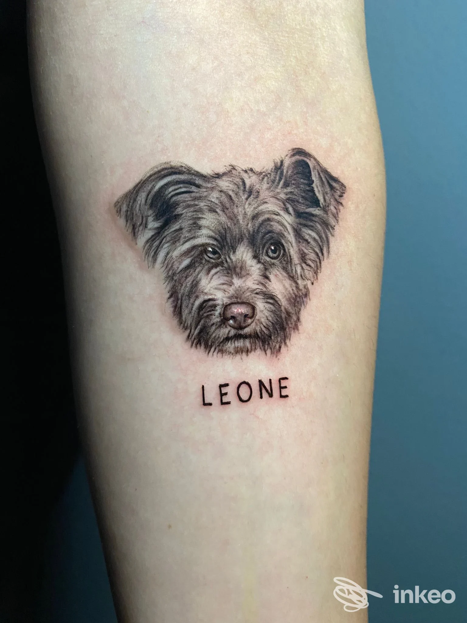 Tattoo realistico di una testa di cane sull'avambraccio con la scritta Leone sotto.