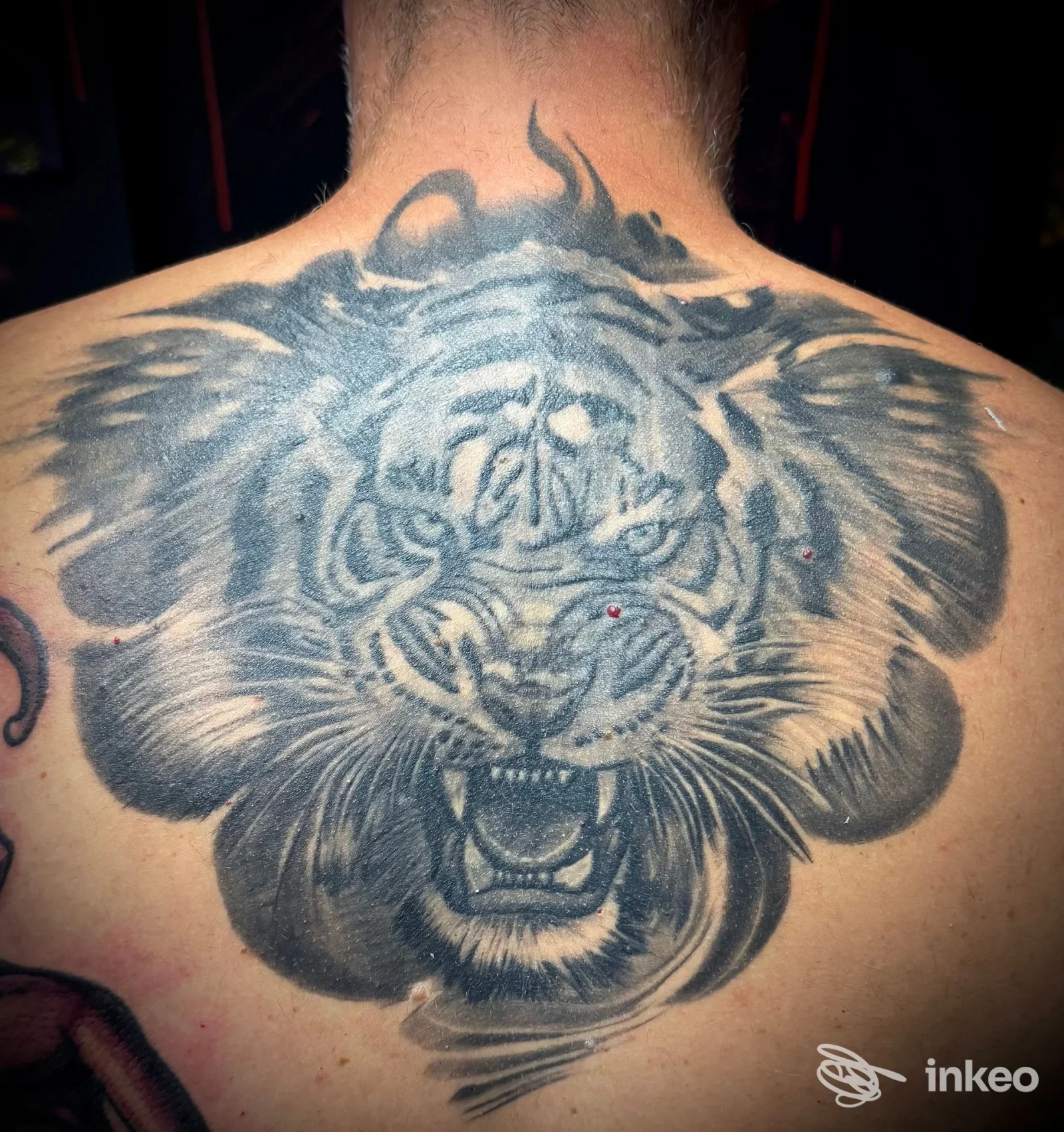 Grande tatuaggio in bianco e nero a forma di testa di tigre sulla schiena, foto fornita da Beyond the skin tattoo & art, Tuglie.