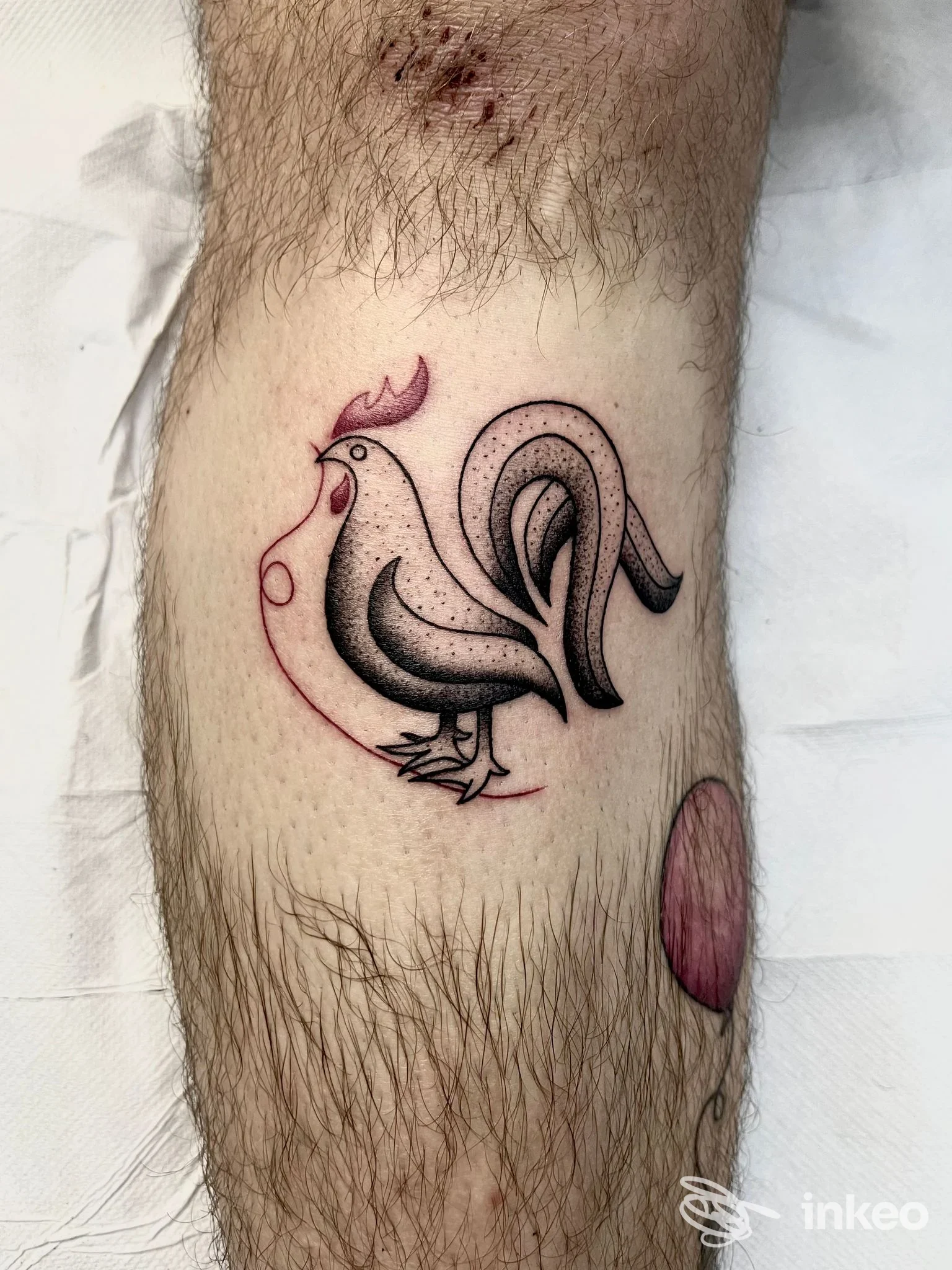 Tatuaggio stilizzato di un gallo sul polpaccio, linee nere e ombreggiature puntinate con dettagli rosa, foto scattata presso Black Rose Tattoo, Galatina.