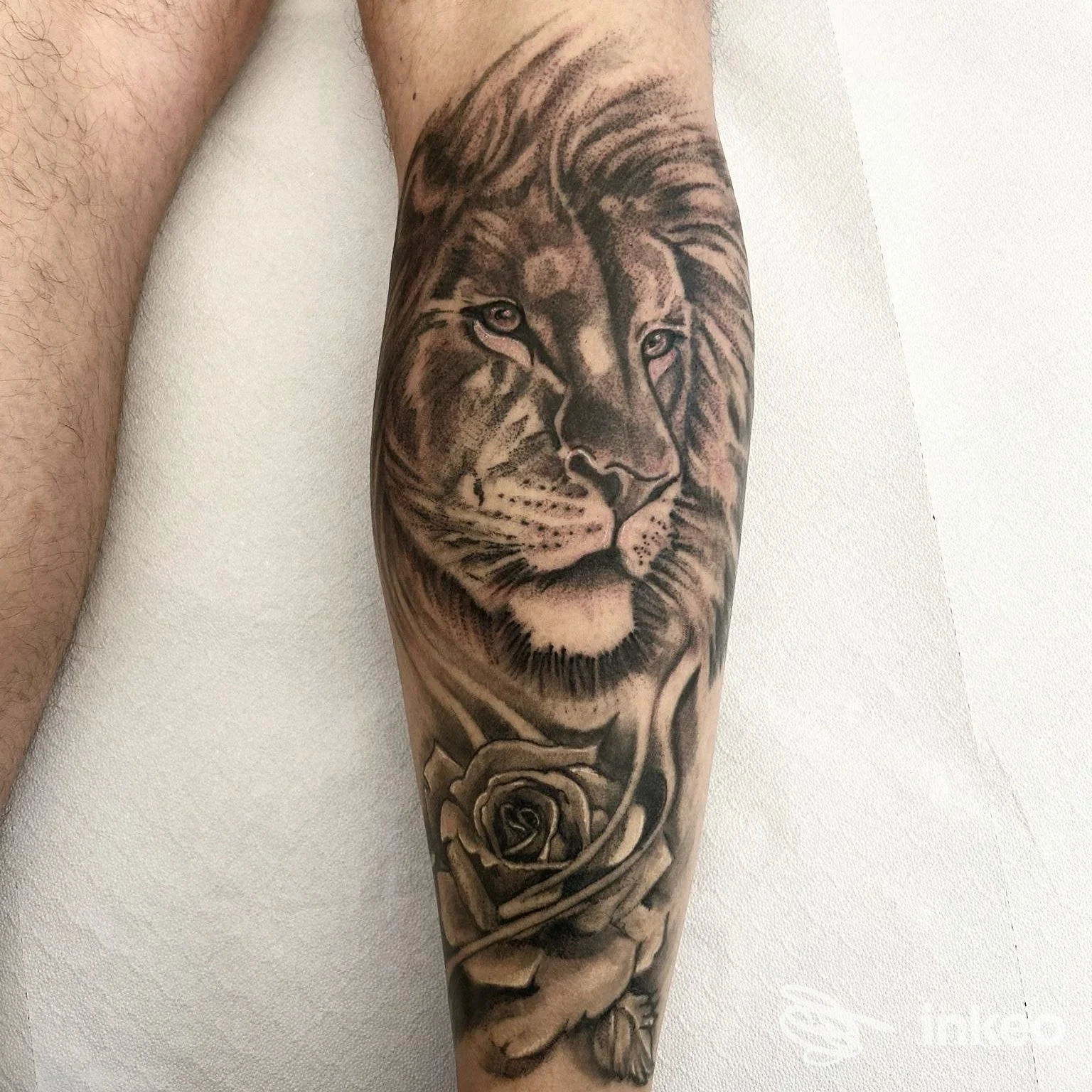 Tatuaggio realistico in bianco e nero su polpaccio raffigurante un leone e una rosa, Blumela.Ink Tattoo Studio, Surbo.