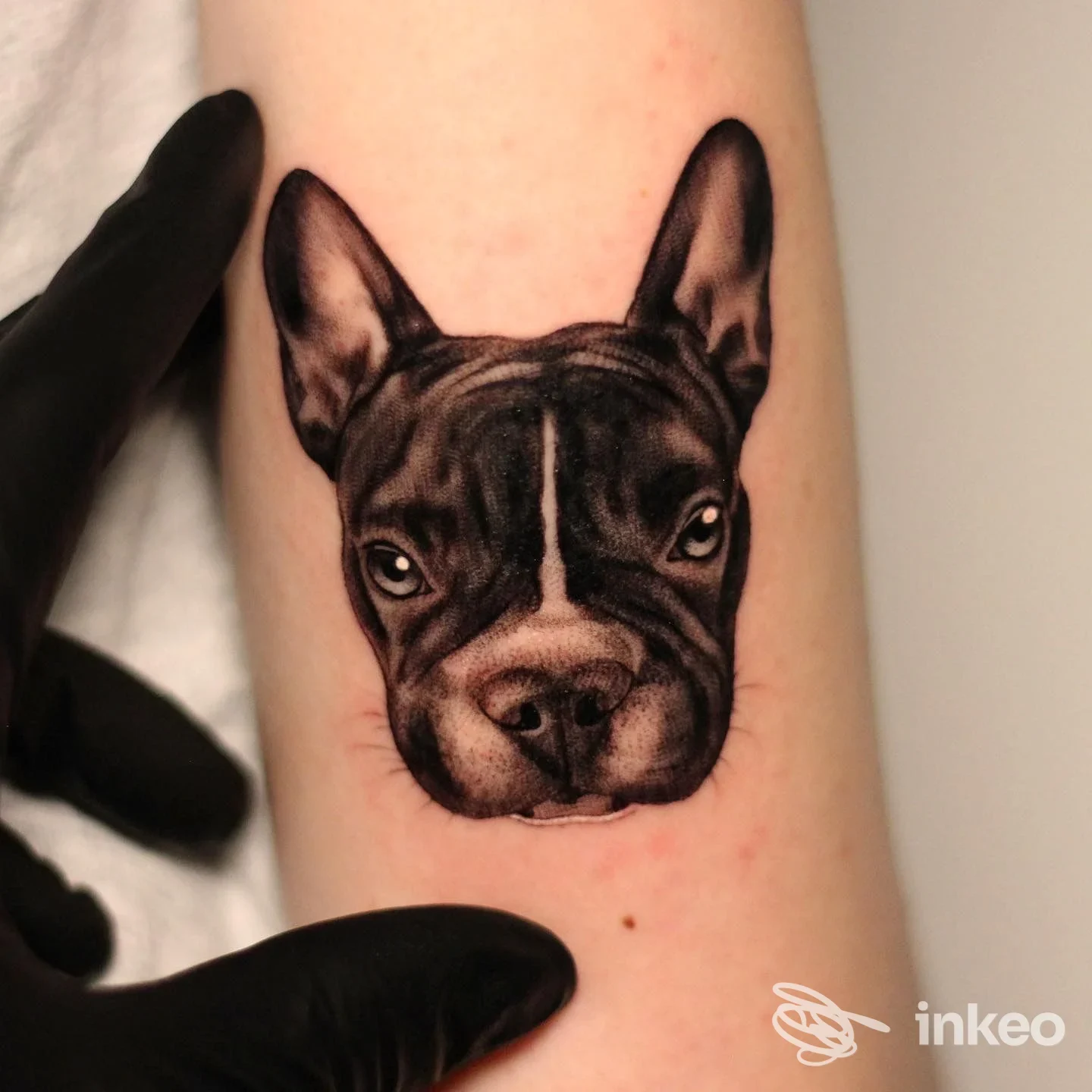 Tatuaggio realistico della testa di un cane su avambraccio, foto dello studio NOIR a Noci.