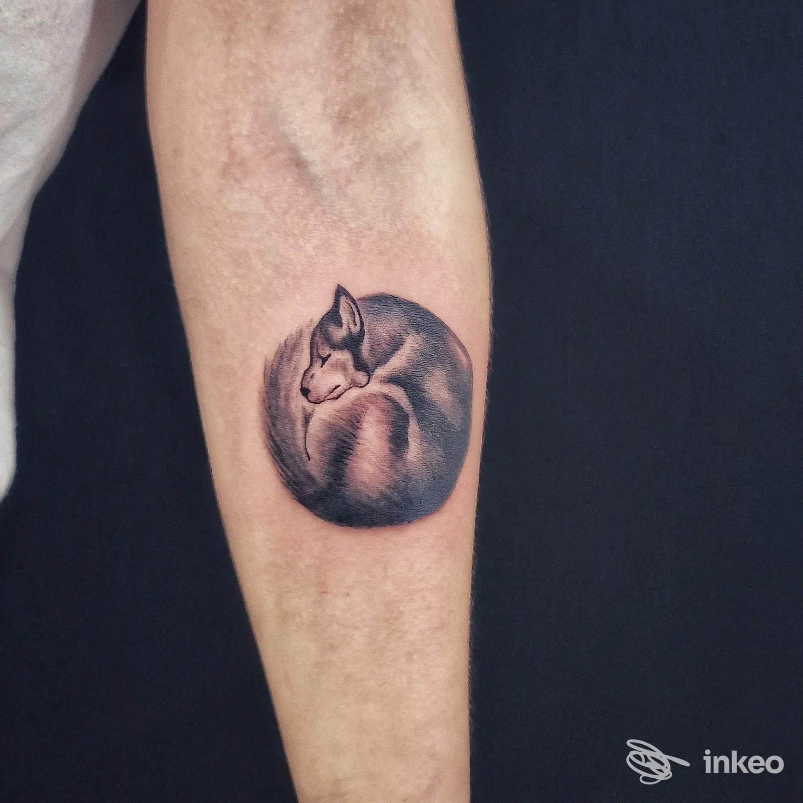 Tatuaggio di un gatto arrotolato sull'avambraccio, realizzato da Black Cat Tattoo by Cinzia Santoro a San Vito dei Normanni.