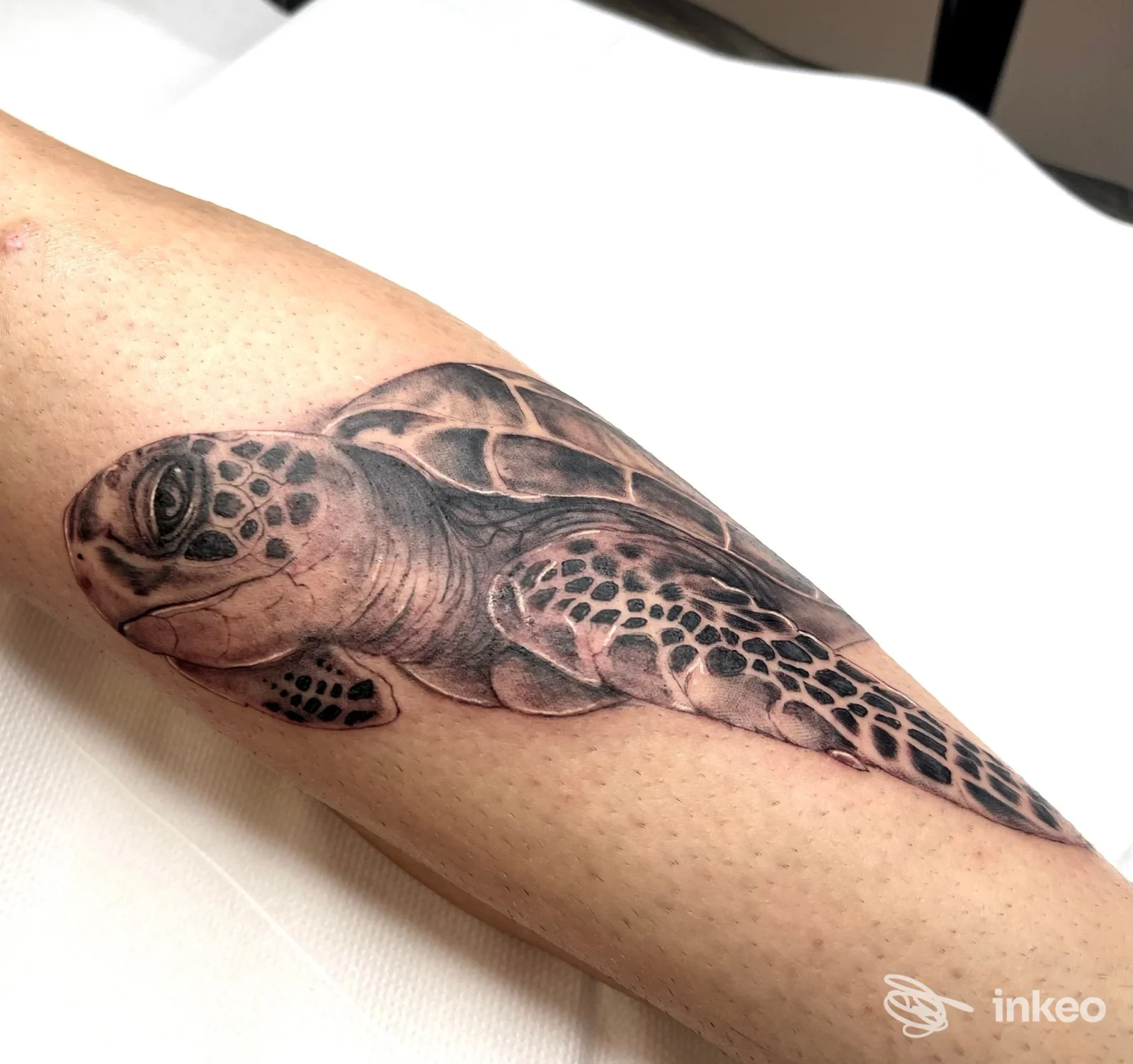 Tatuaggio realistico di tartaruga sul lato interno dell'avambraccio, eseguito da Caos Theory - Tattoo studio a Ragusa.