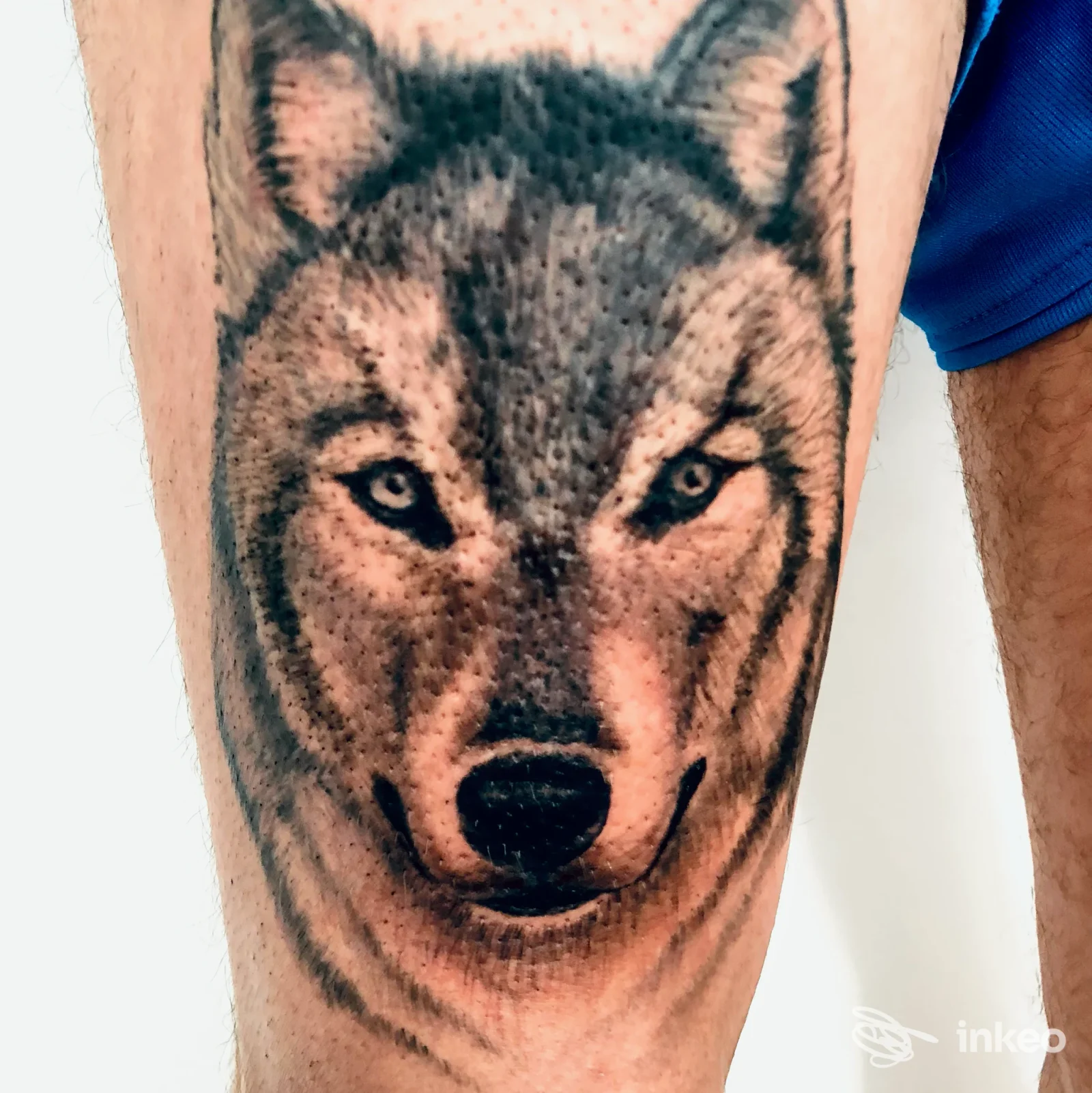 Tatuaggio realistico di testa di lupo su coscia, foto inviata da Scripta Manent Tattoo Club, Caltanissetta.