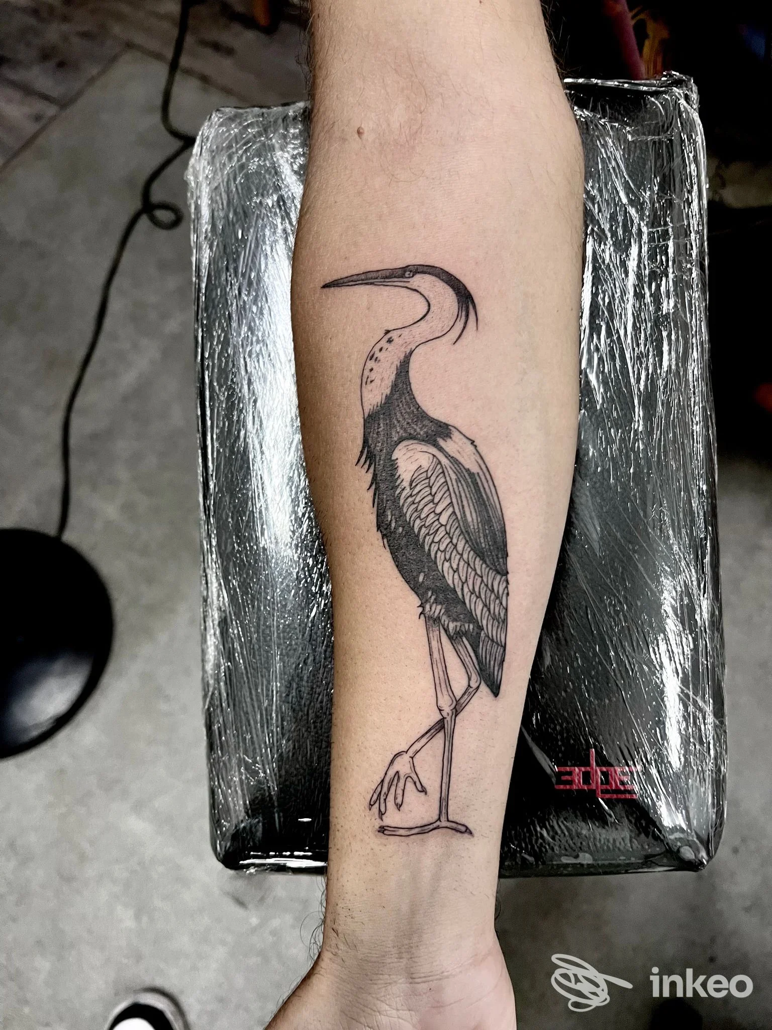 Tatuaggio in nero di un uccello sull'avambraccio, fotografato nello studio Augusta Ink Tattoo Studio ad Augusta.