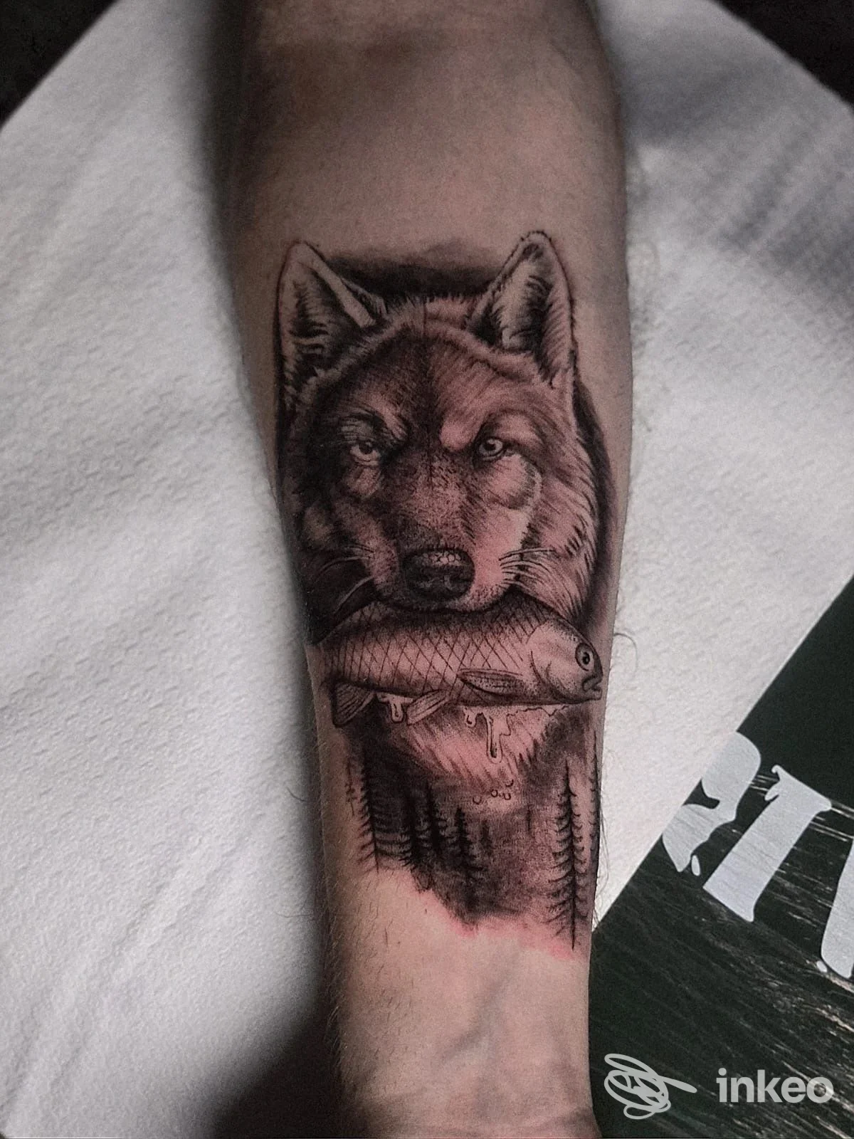 Tatuaggio realistico di un lupo che tiene un pesce sull'avambraccio interno, eseguito da VS Narashima Tattoo a Messina.
