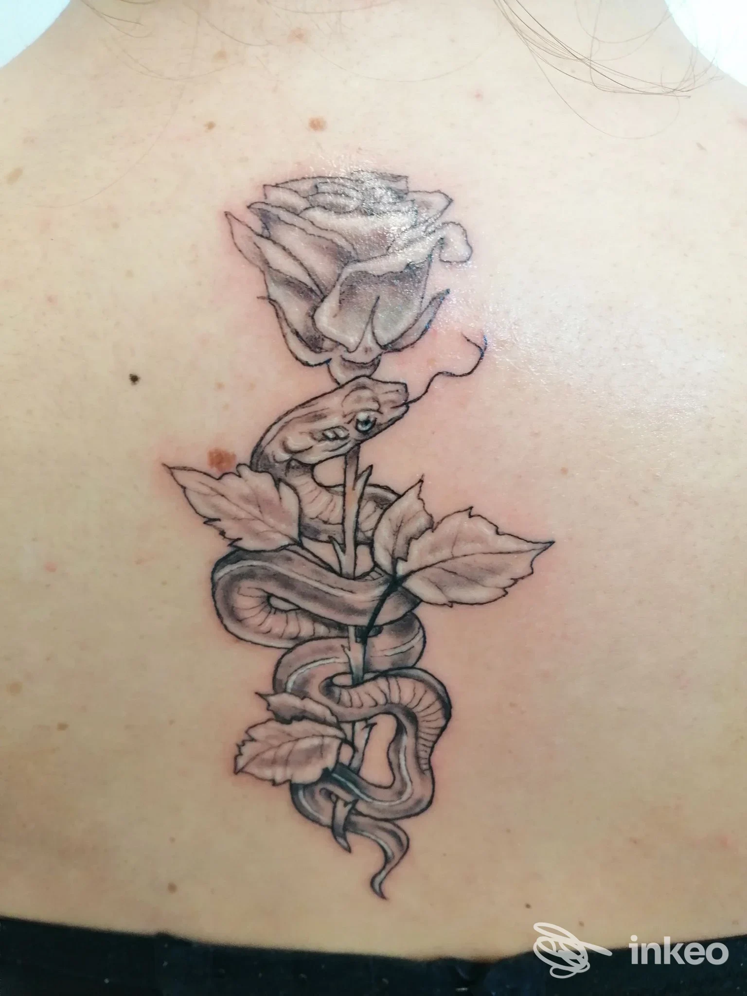 Tatuaggio rosa e serpente sul dorso superiore, realizzato da Inkrinato Tattoo Studio a Pisa.