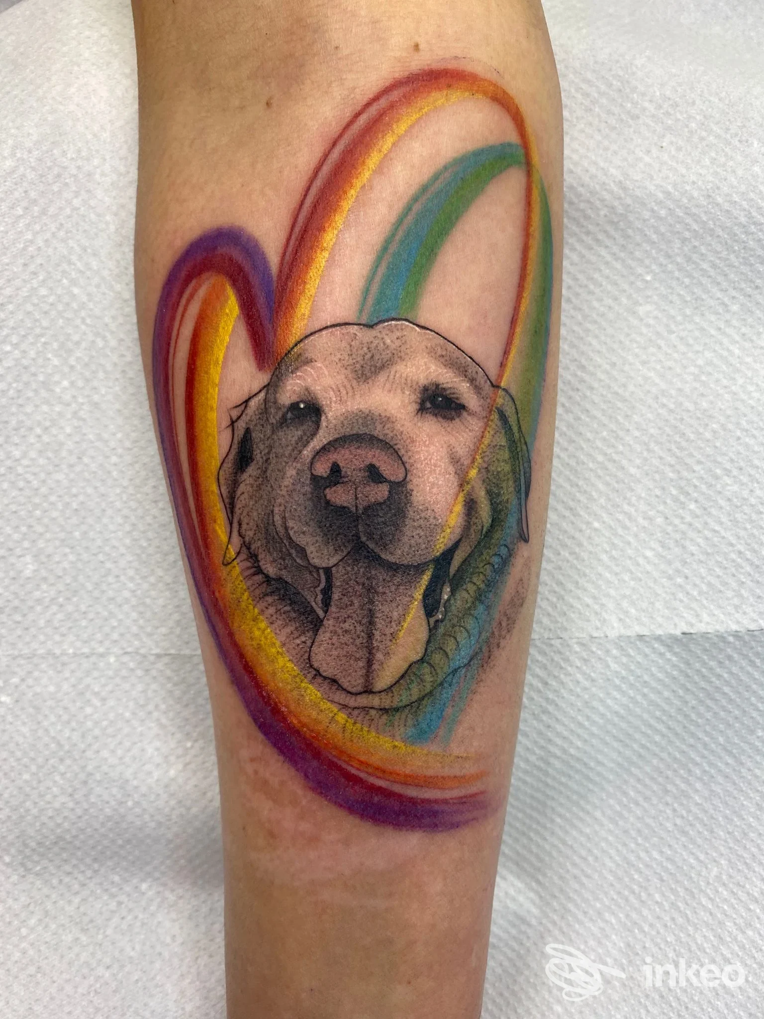 Tatuaggio realistico su pelle reale: testa di cane con arco cromatico multicolore che lo avvolge, realizzato sull'avambraccio ed eseguito dallo studio Greycat Tattoo Studio.