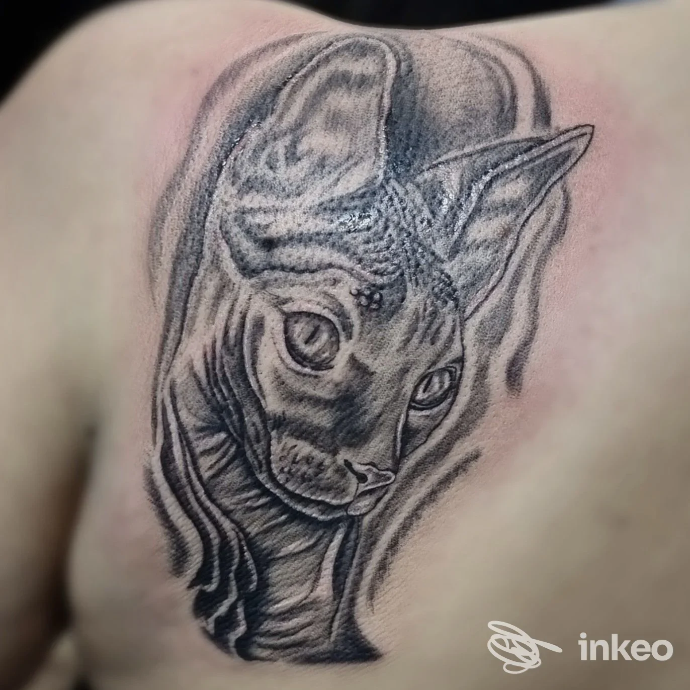 Tatuaggio realistico in bianco e nero di un gatto Sphynx sul petto, Skink Tattoo & Piercing, Bolzano.