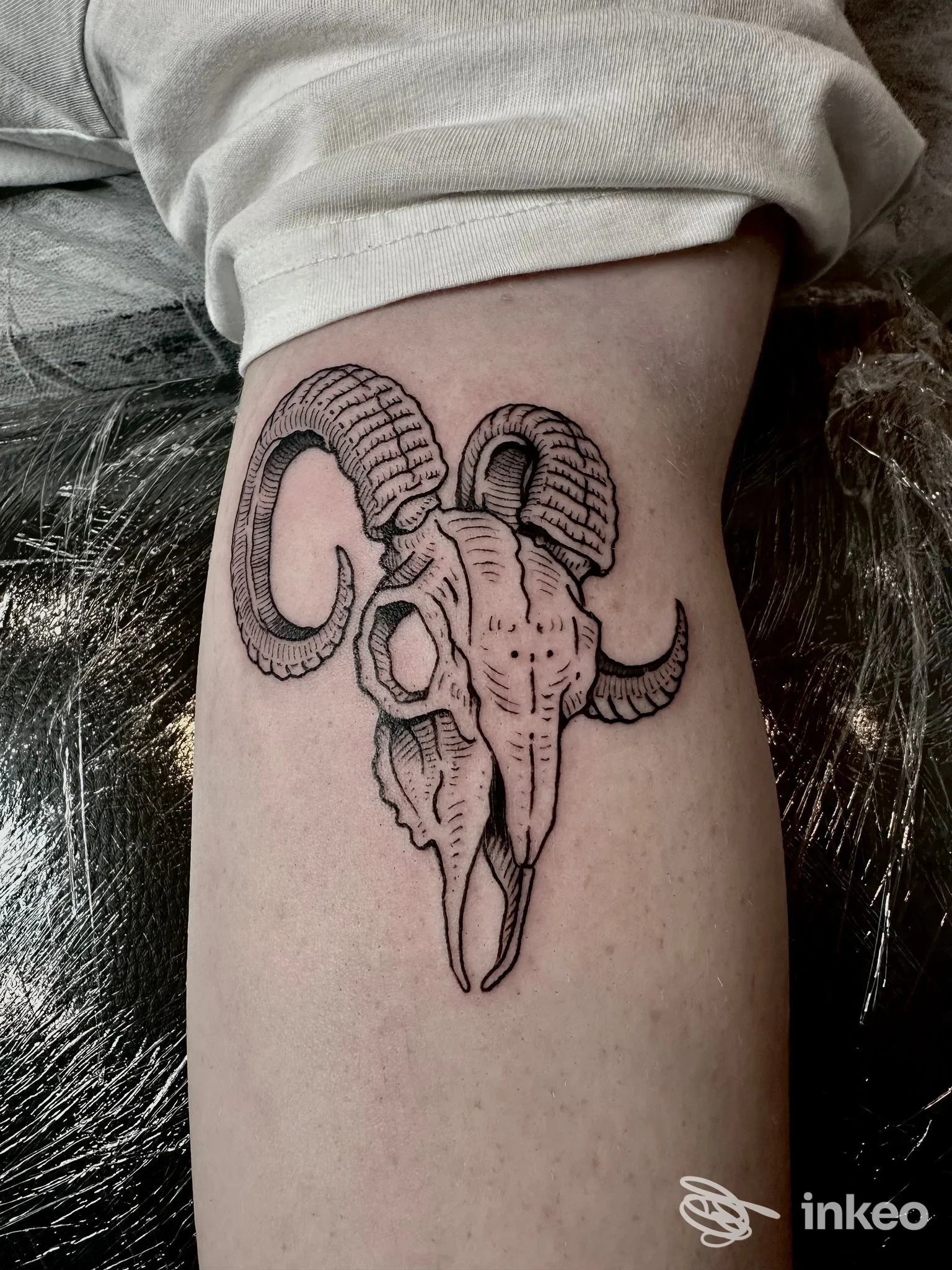 Tatuaggio linework in nero di cranio di capra sull'avambraccio, foto di dettaglio dopo la seduta. SoloBuio tattoo, Rovereto.