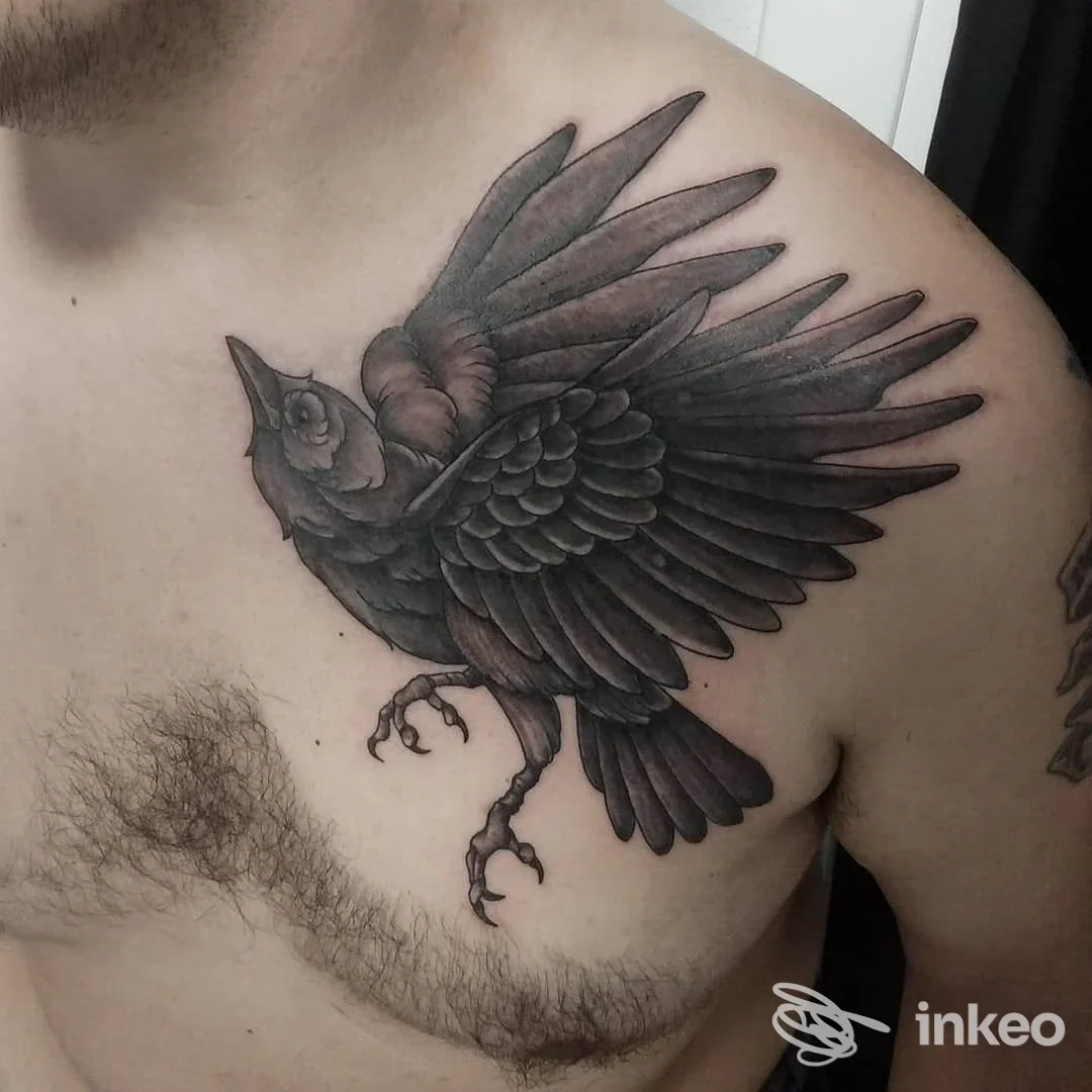 Tatuaggio a inchiostro nero/grigio di un corvo sul petto e spalla, foto inviata da Blacklagoon tattoo company, Passignano sul Trasimeno.